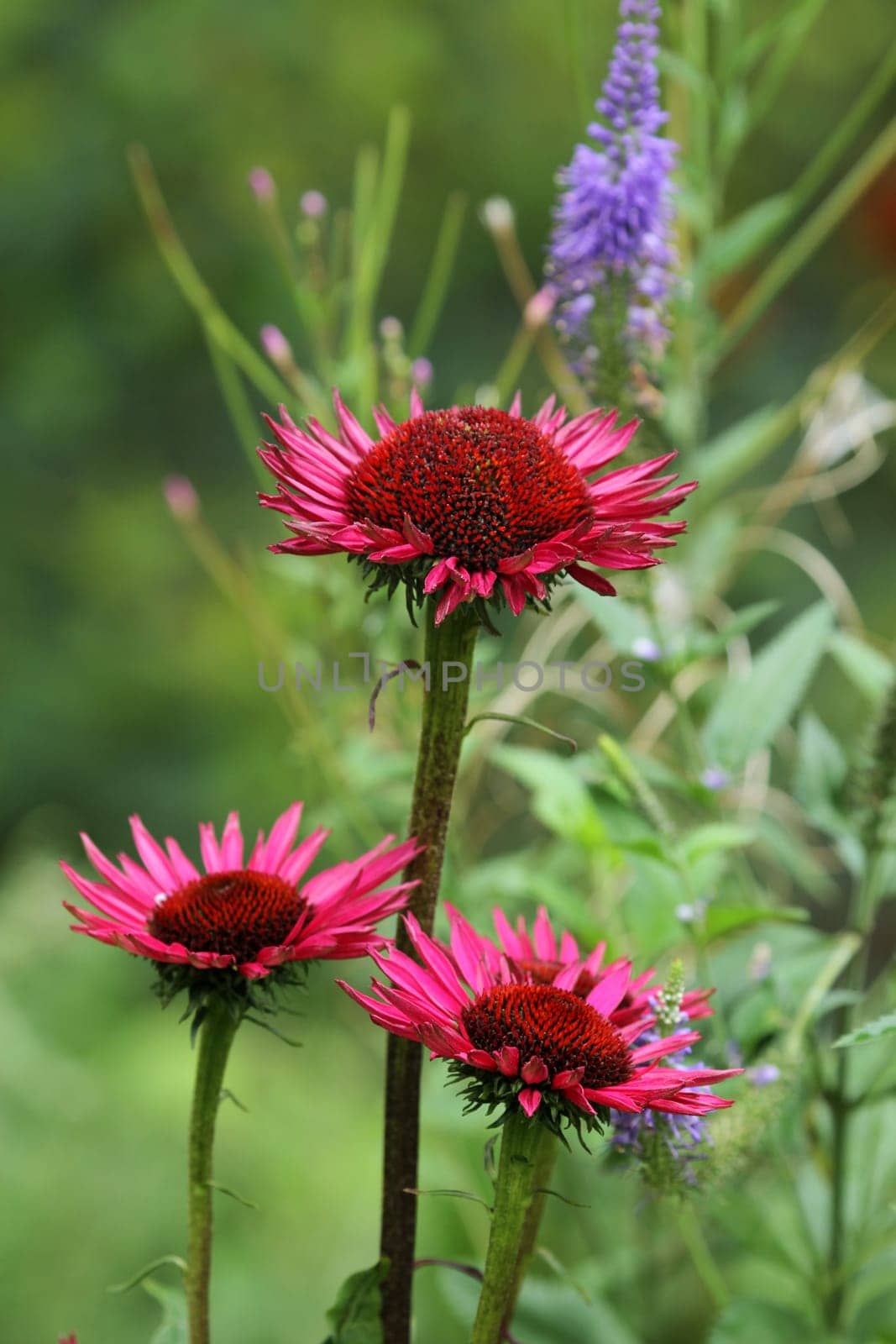 Summer Flowers II