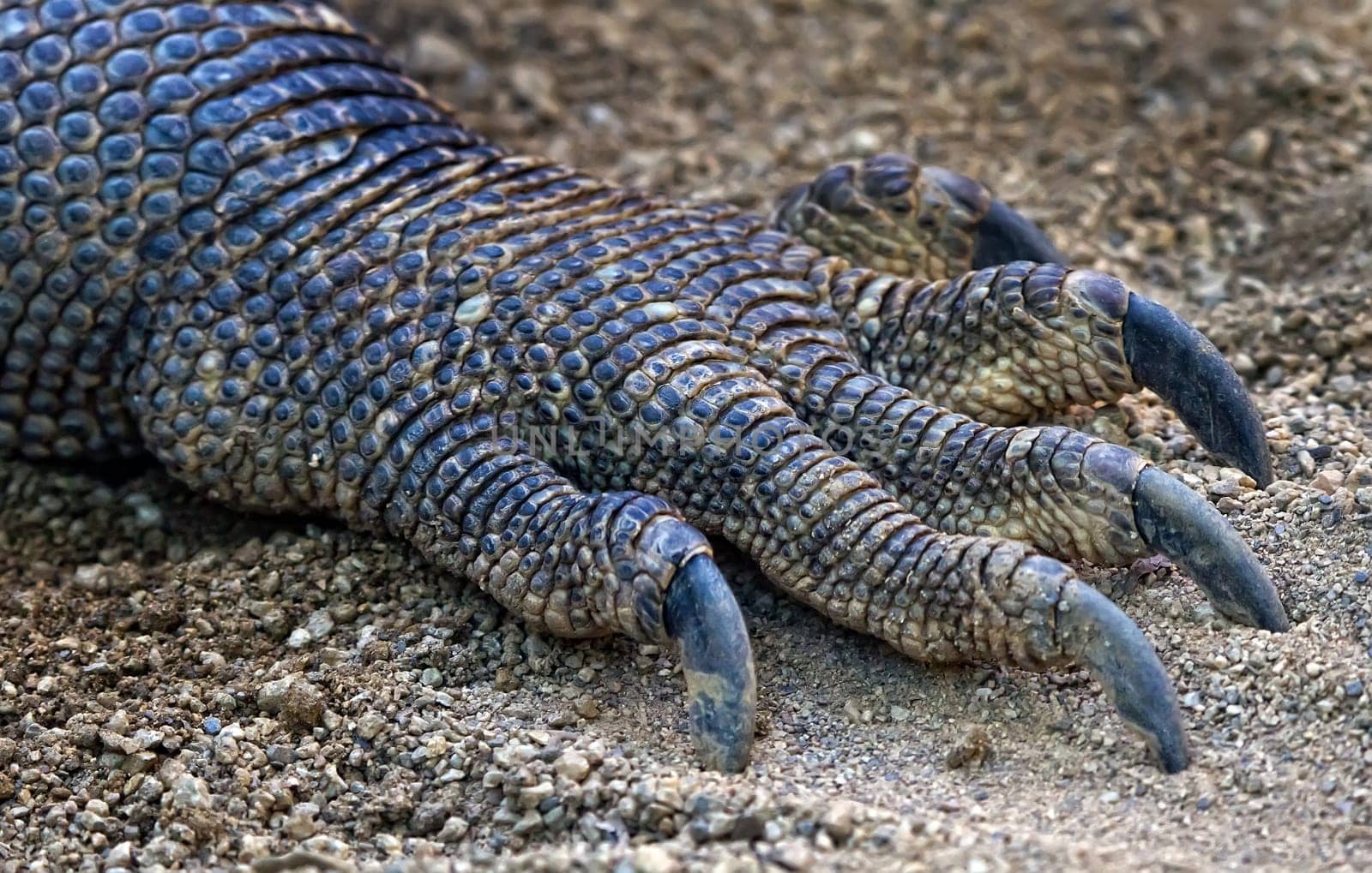 The claw belongs to the largest reptile lizard.