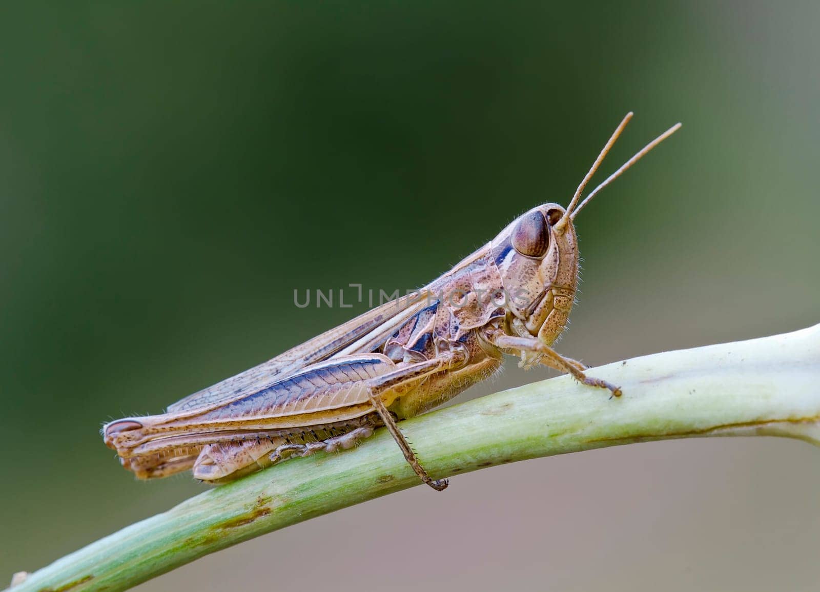 Grasshopper, macro approach in the wilderness, Mediterranean.