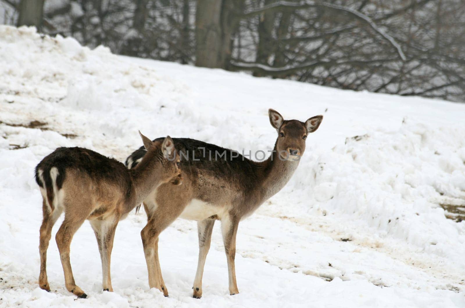 Fallow deer in winter