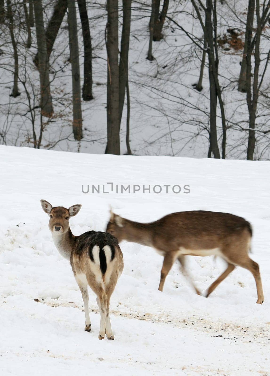 Fallow deer in winter