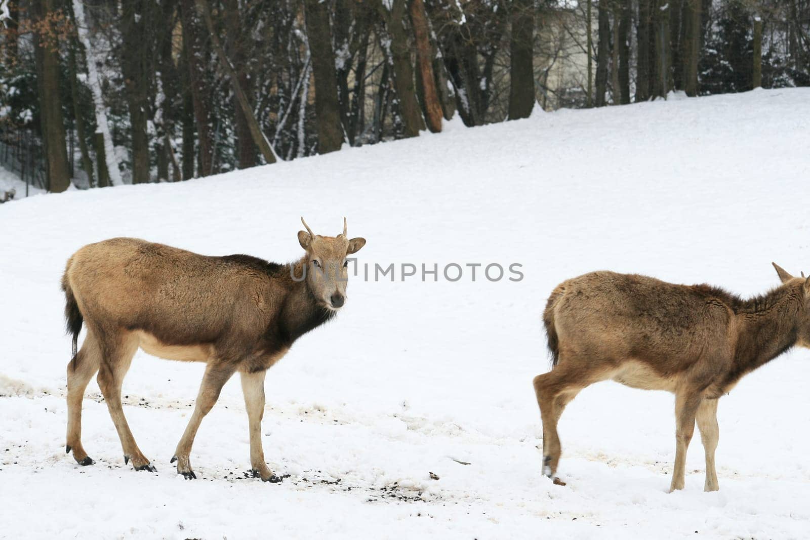 David's deer in the snow
