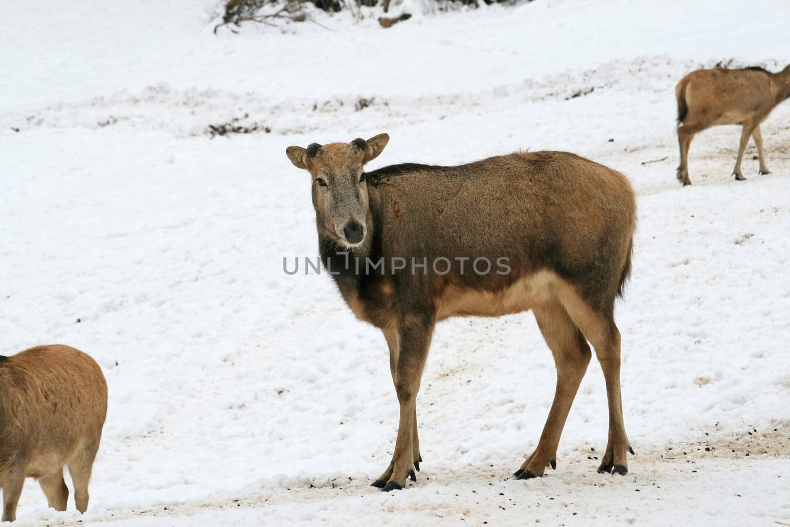 David's deer in the snow