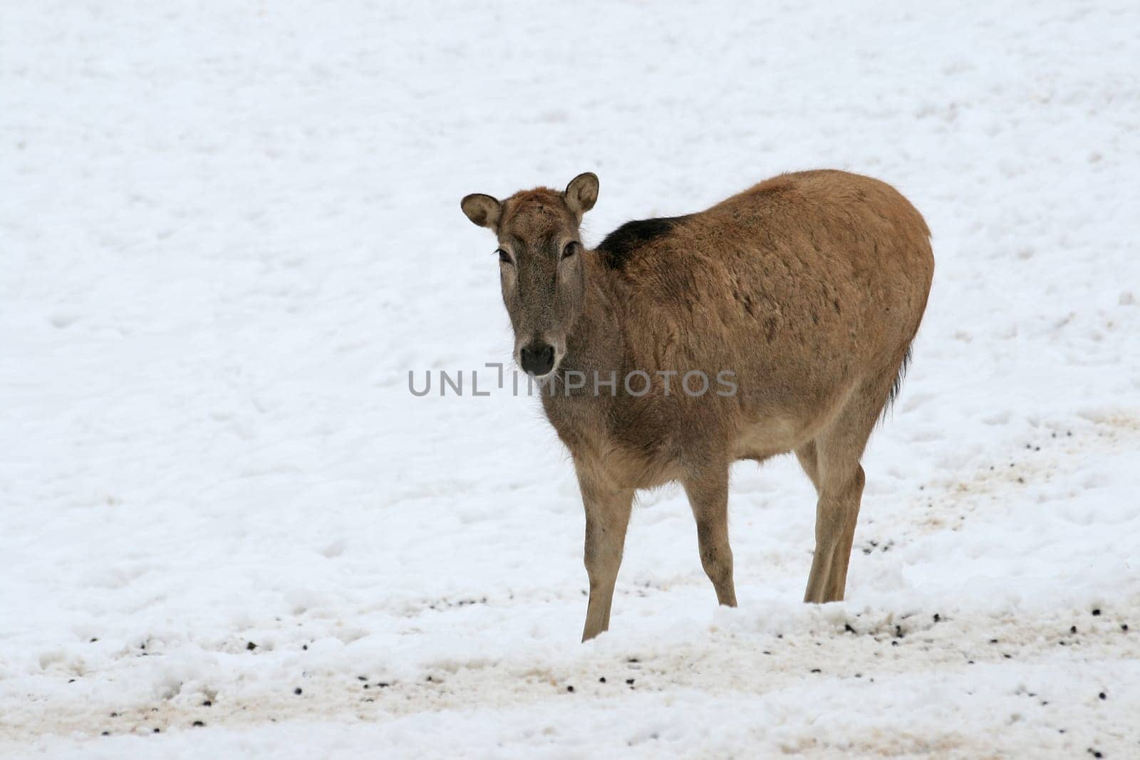 David's deer in the snow