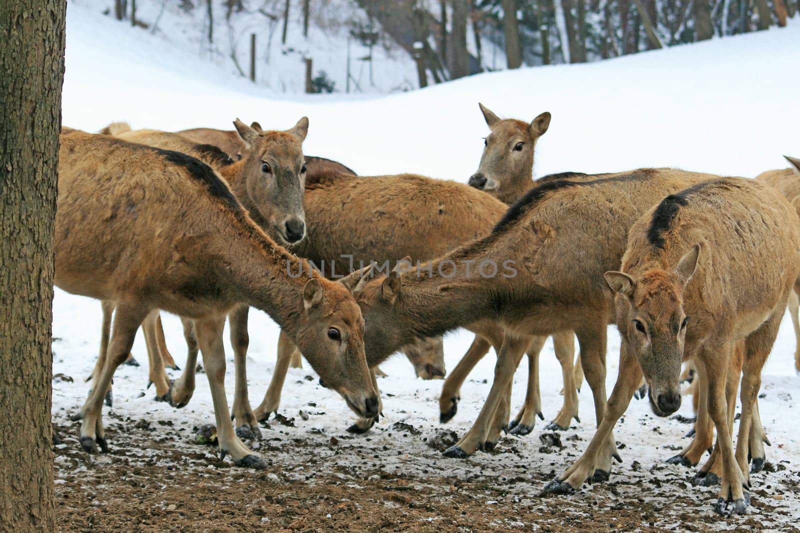 David's Deer