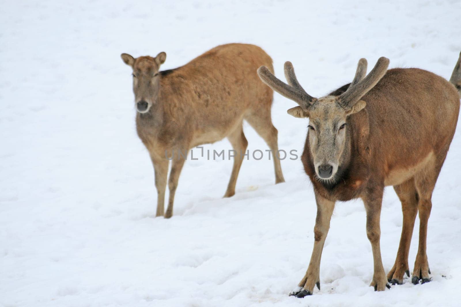 David's deer in the snow