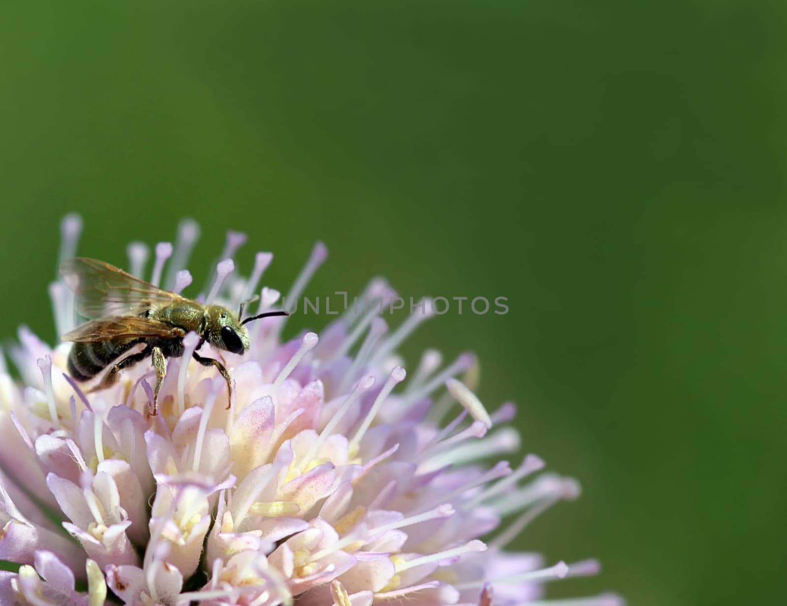 A very small furrow bee