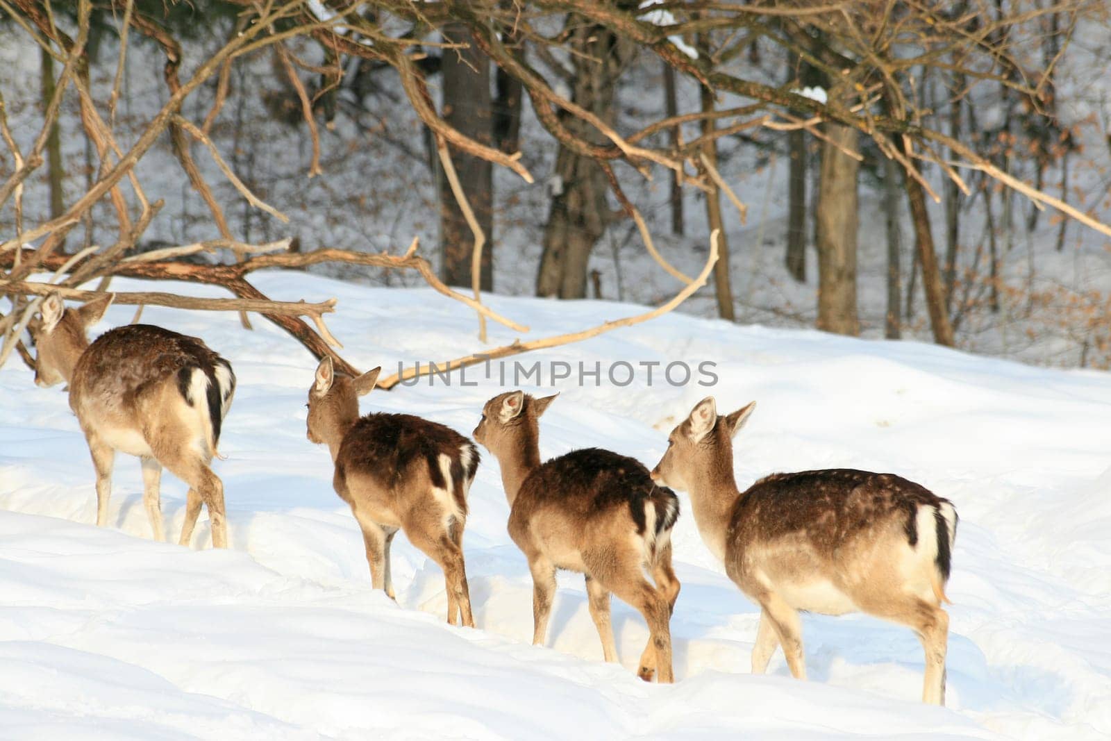 Fallow deer in winter