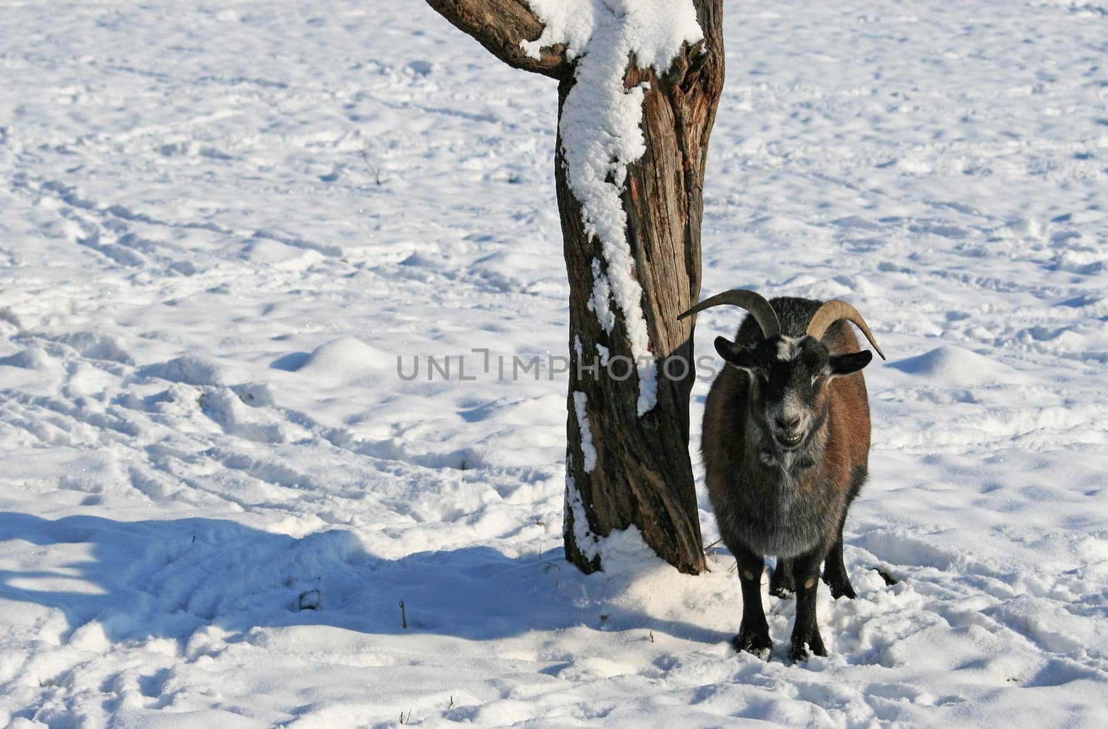 Goat in winter
