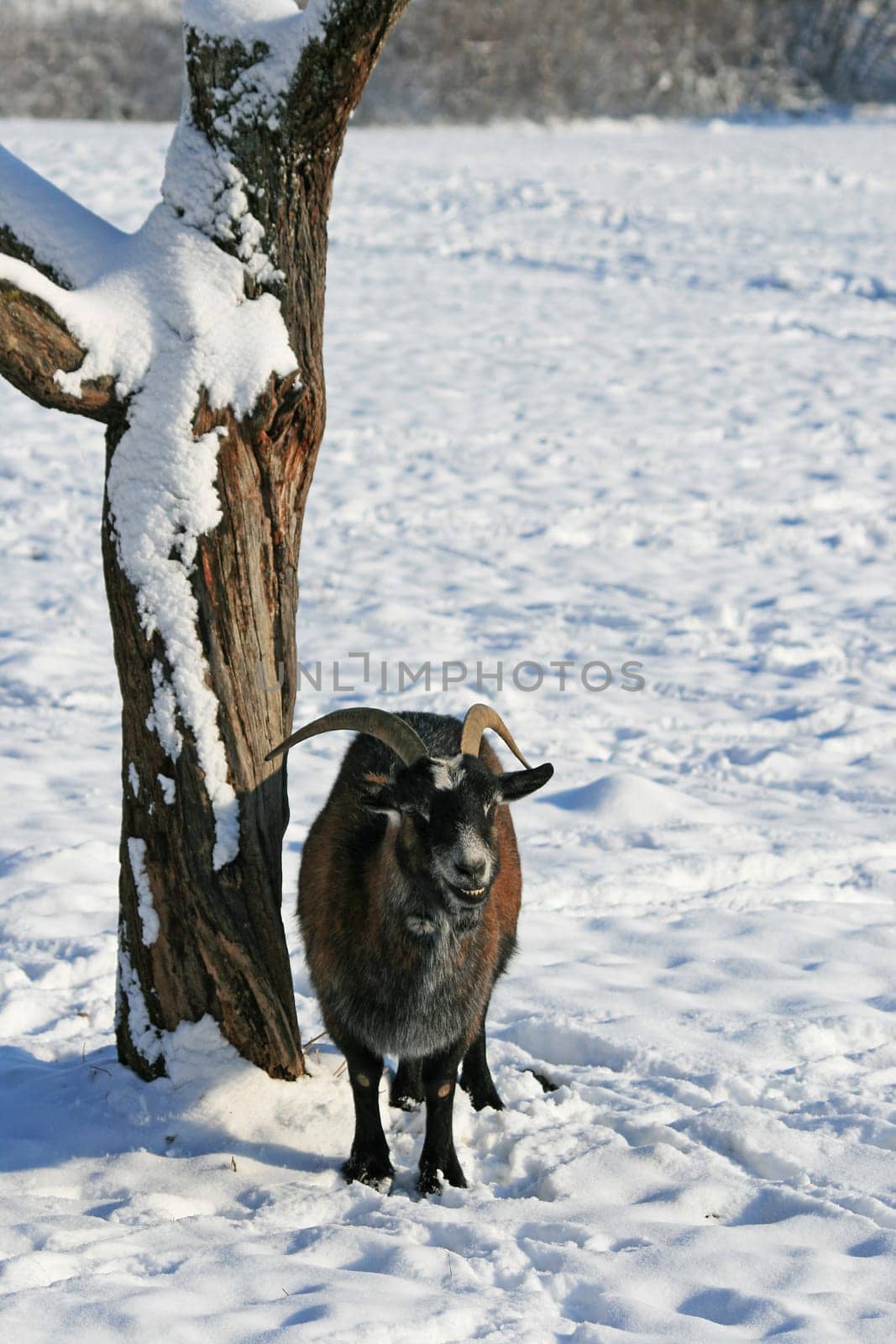 Goat in winter