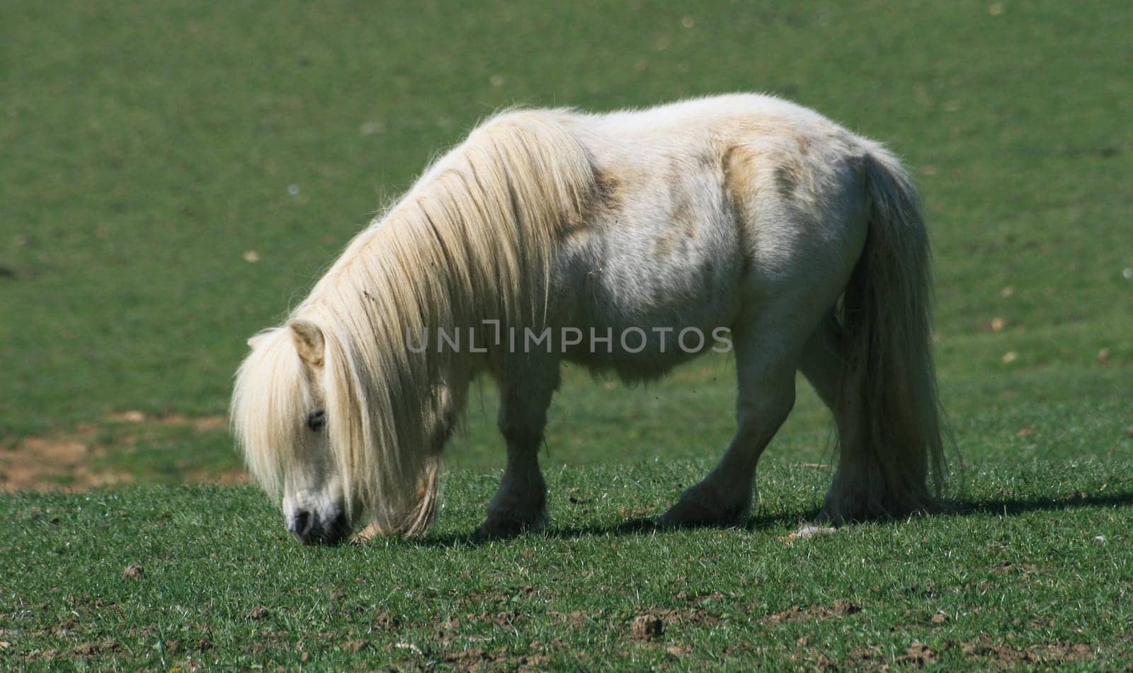 Pony