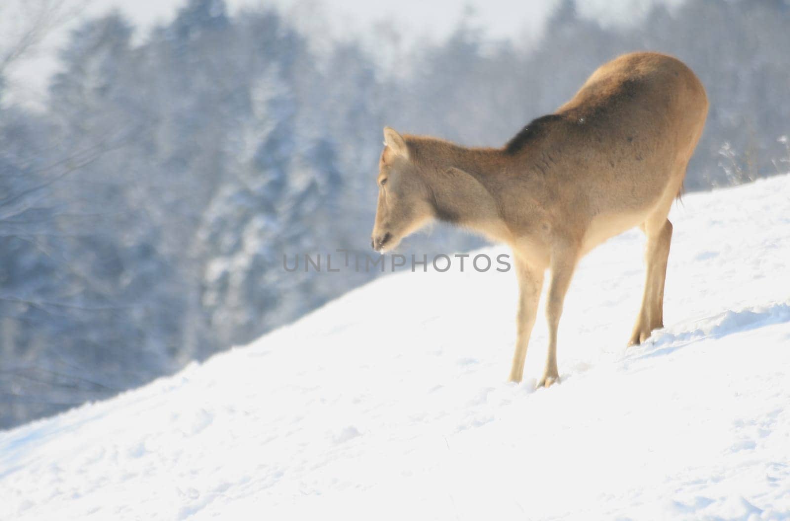 David's deer in winter