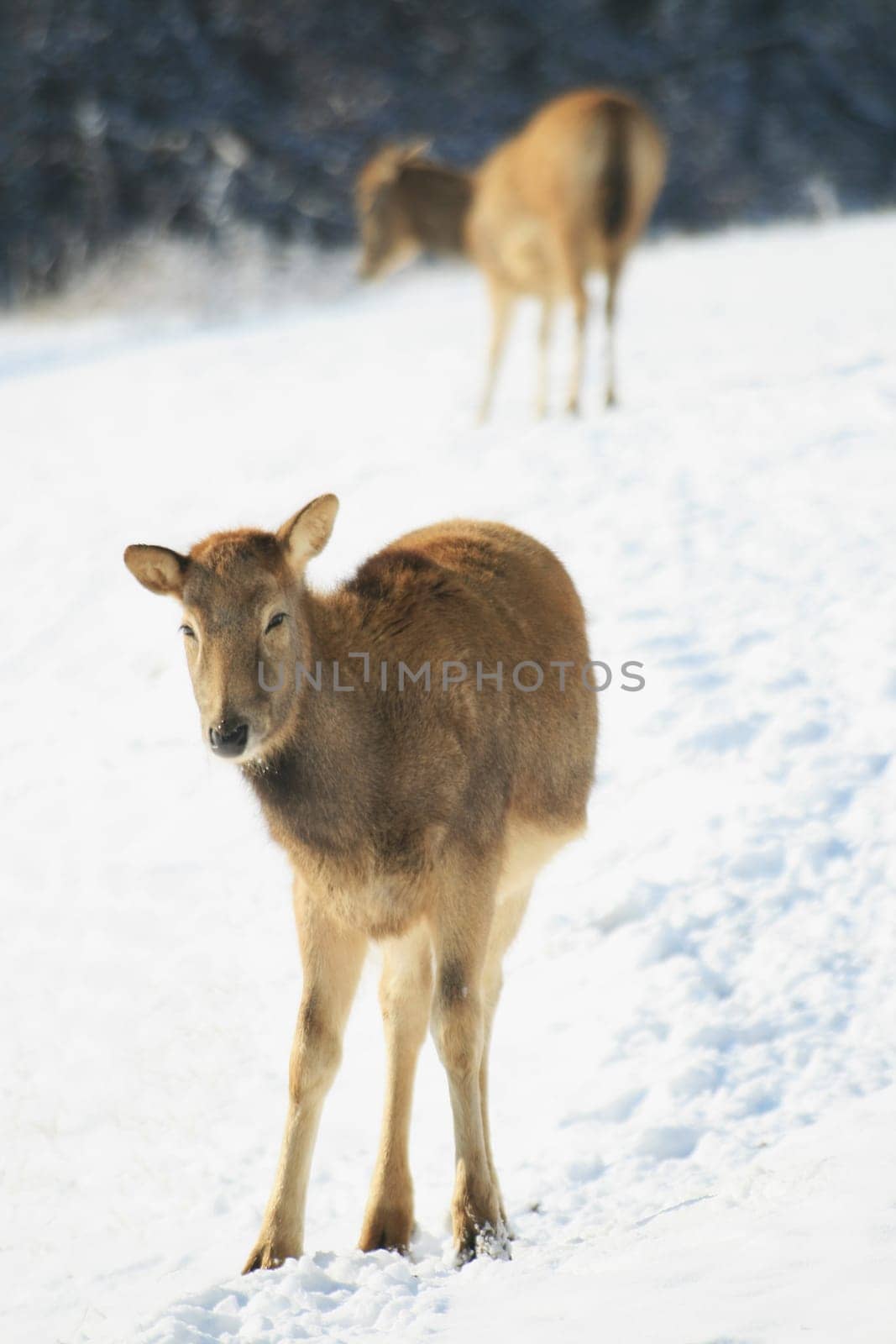David's deer in winter