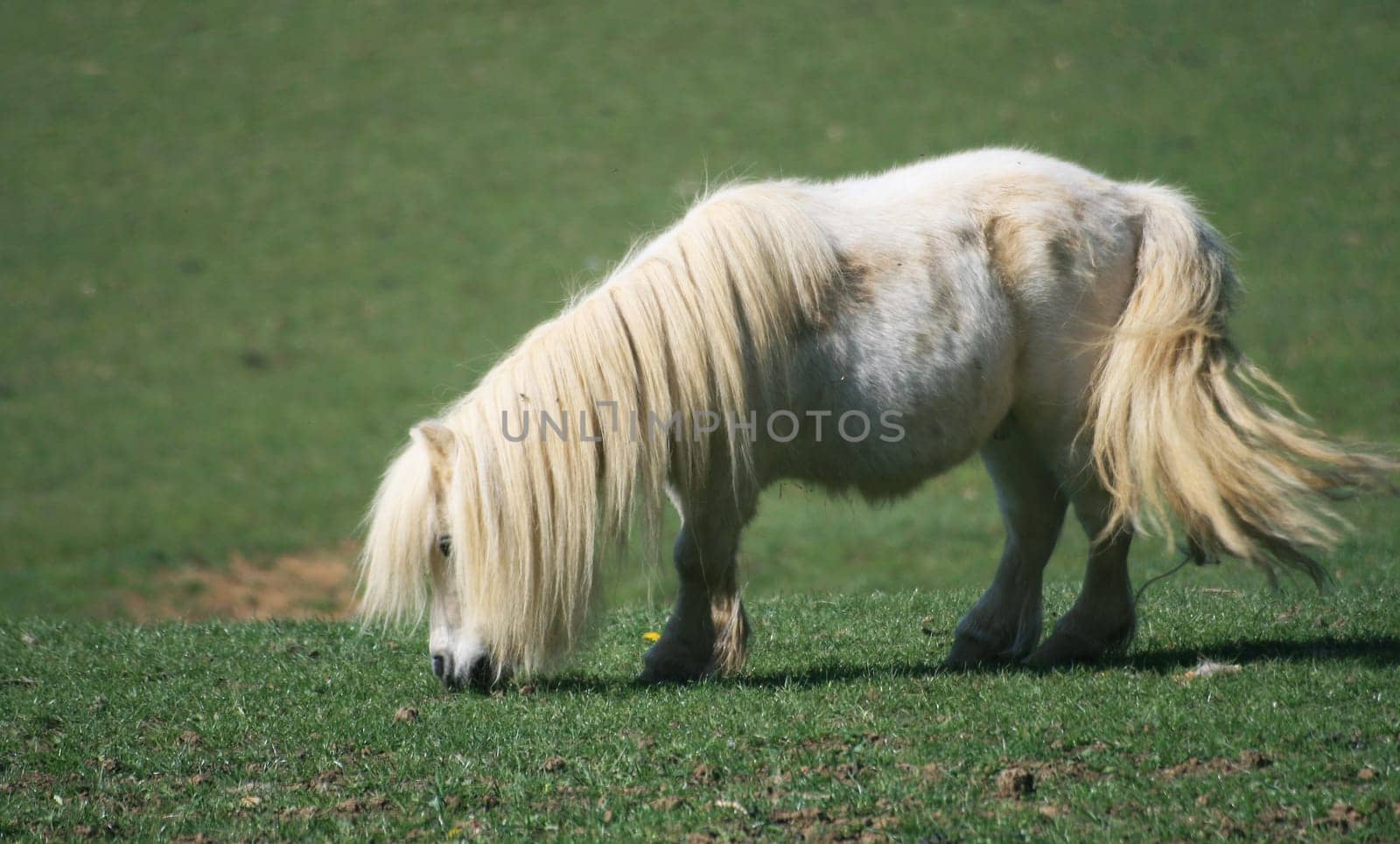 Pony