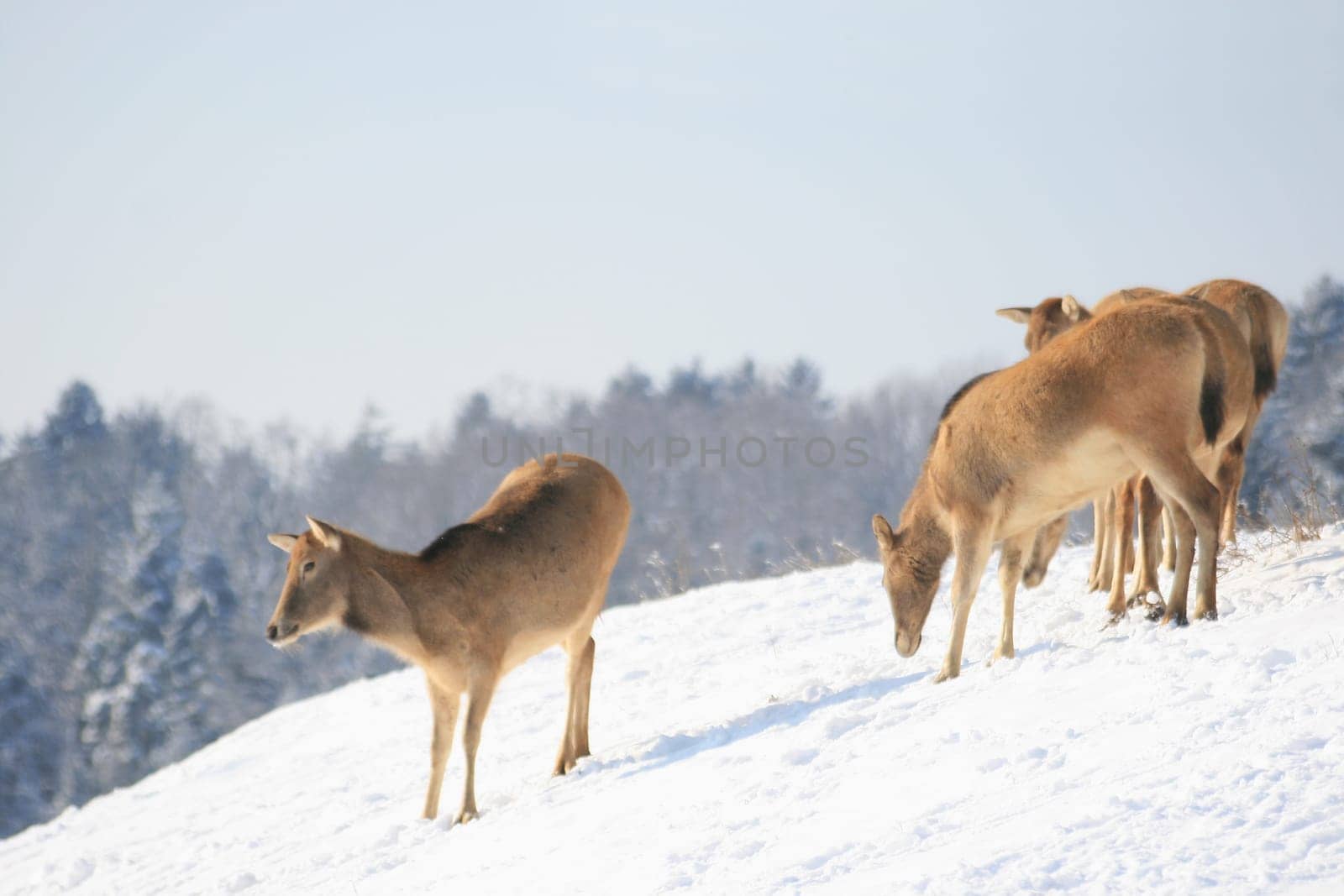 David's deer in winter