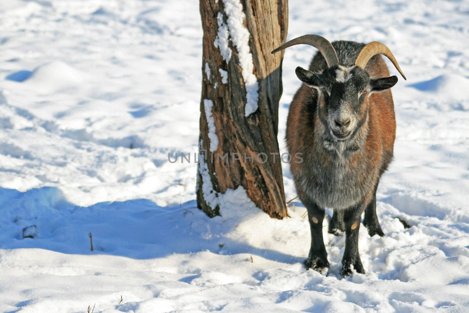 Goat in winter