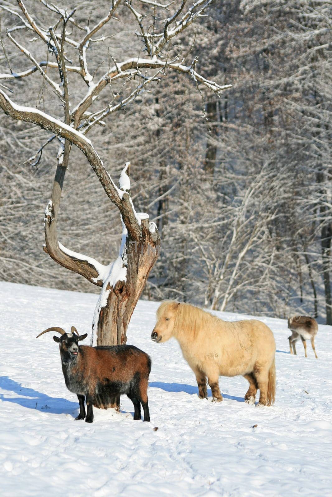 Animals in winter