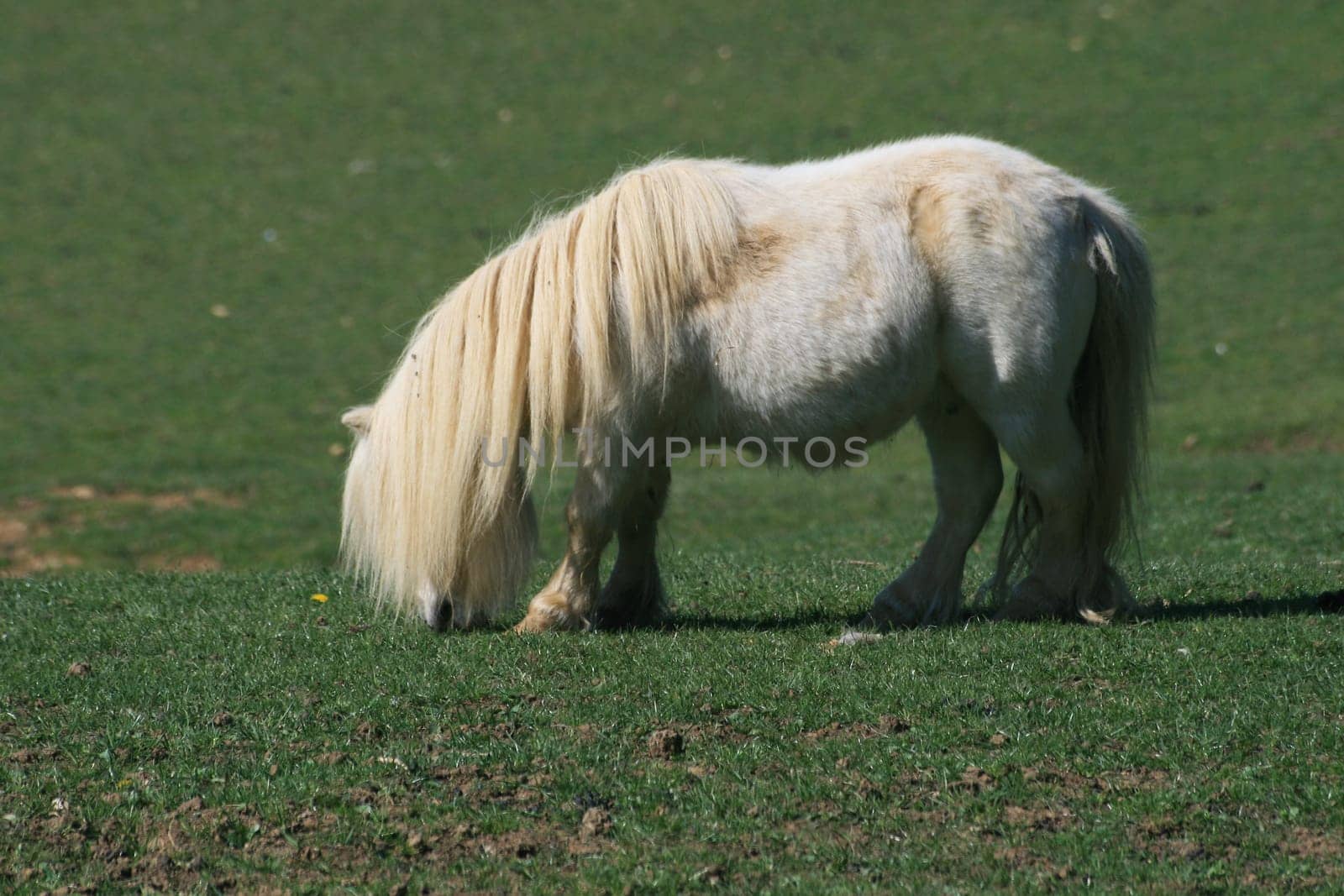 Pony