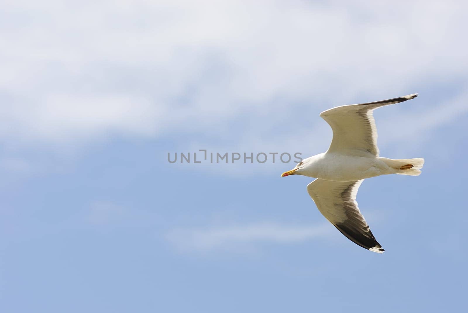 herring gull