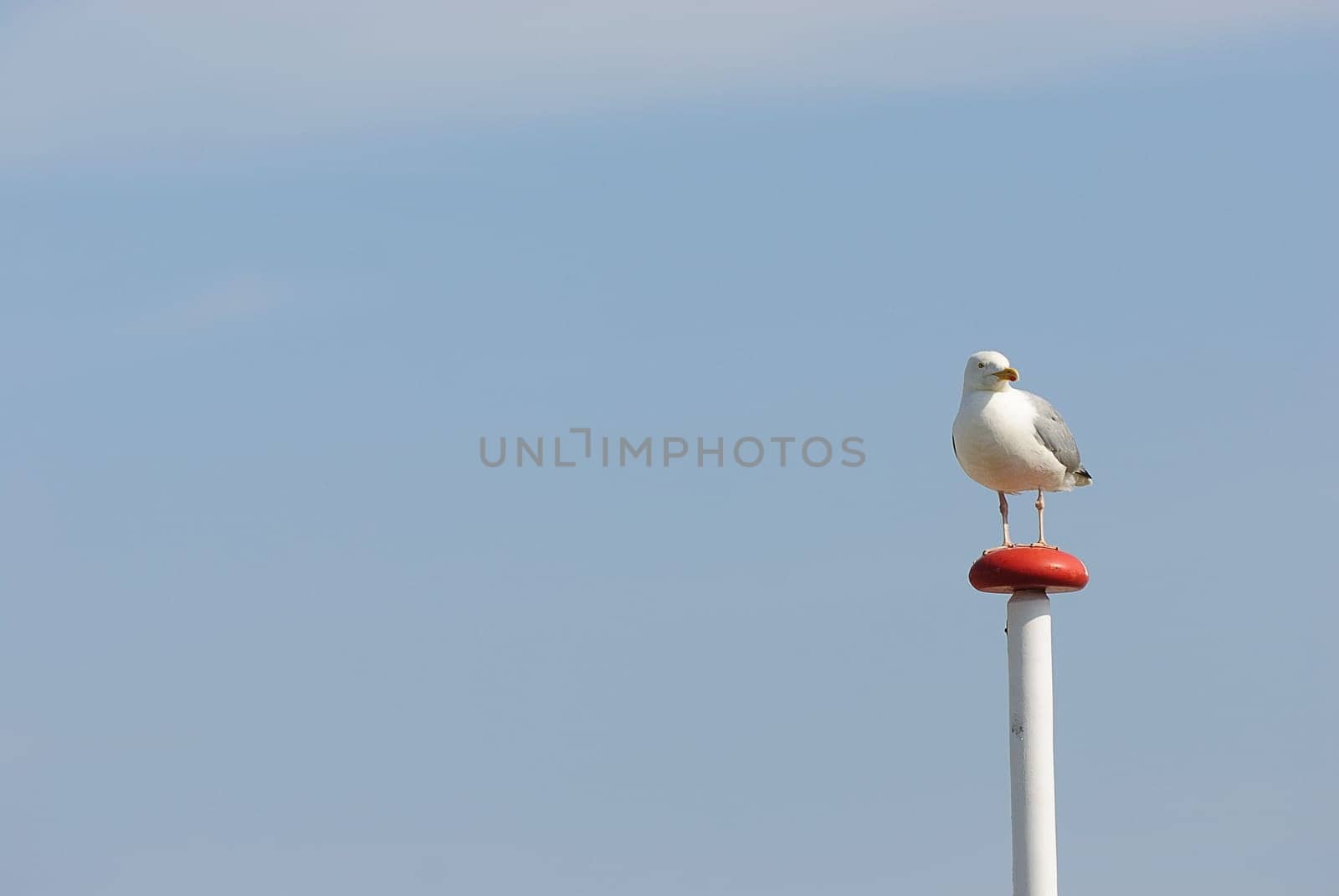 herring gull