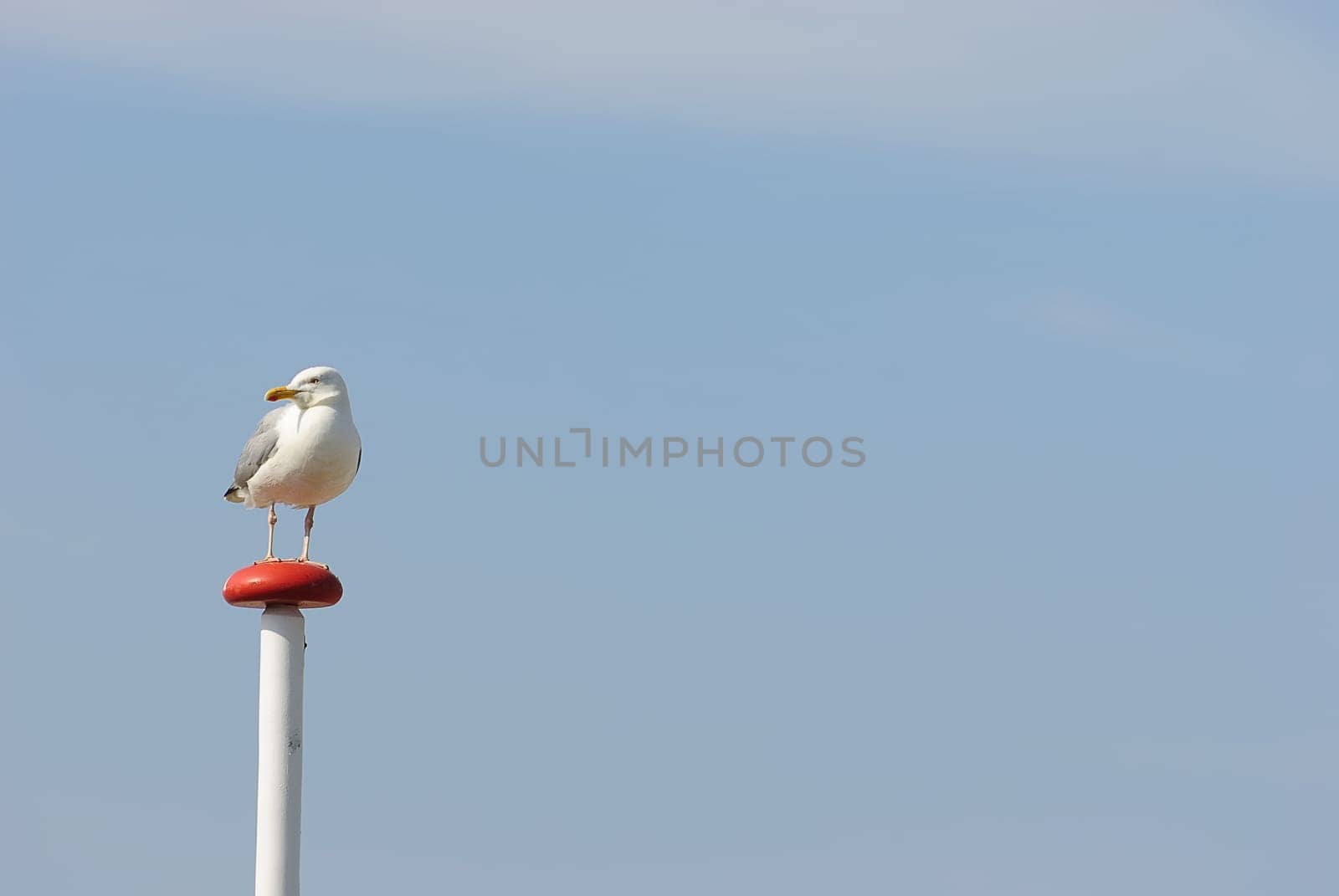 herring gull