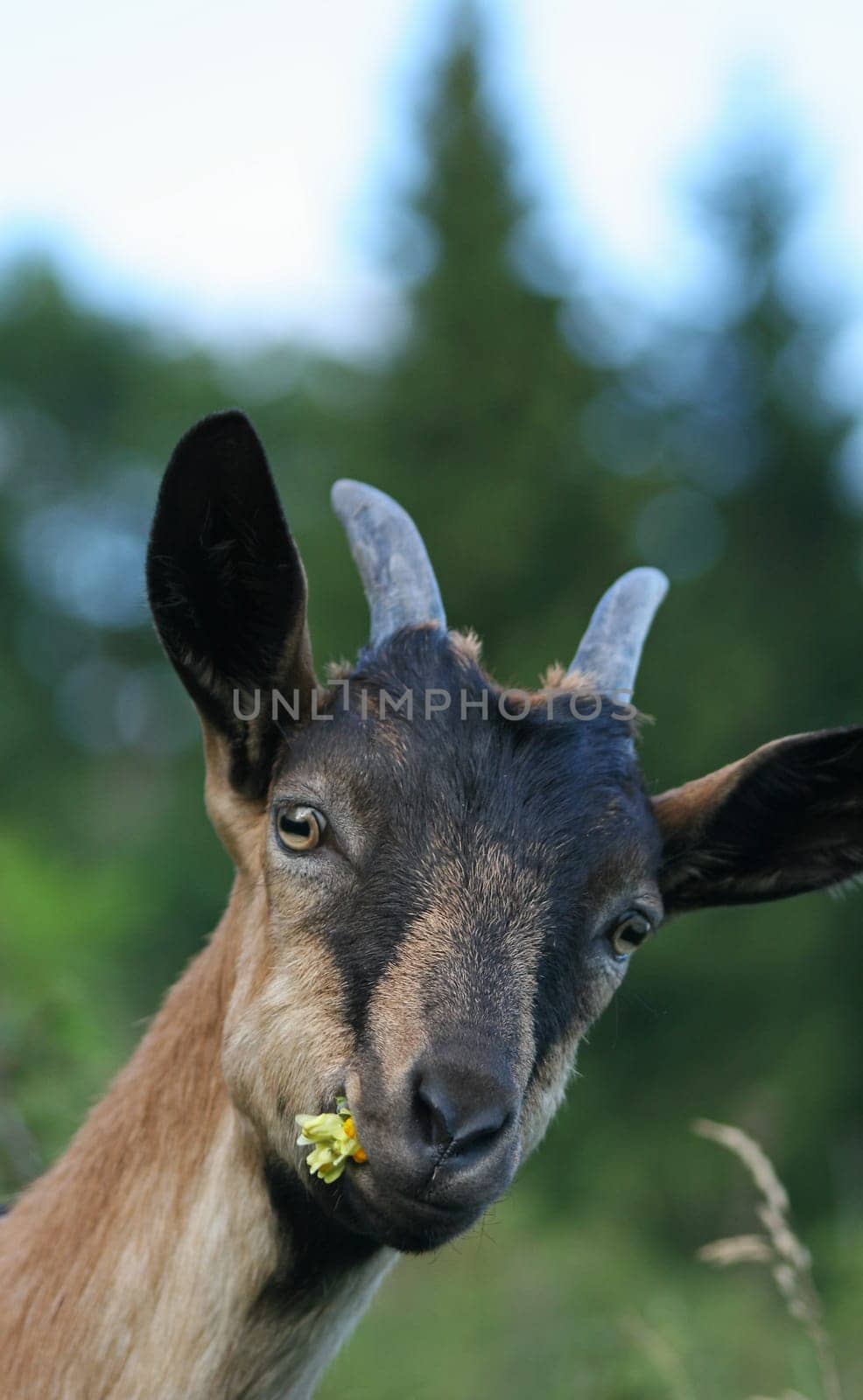 Billy goat