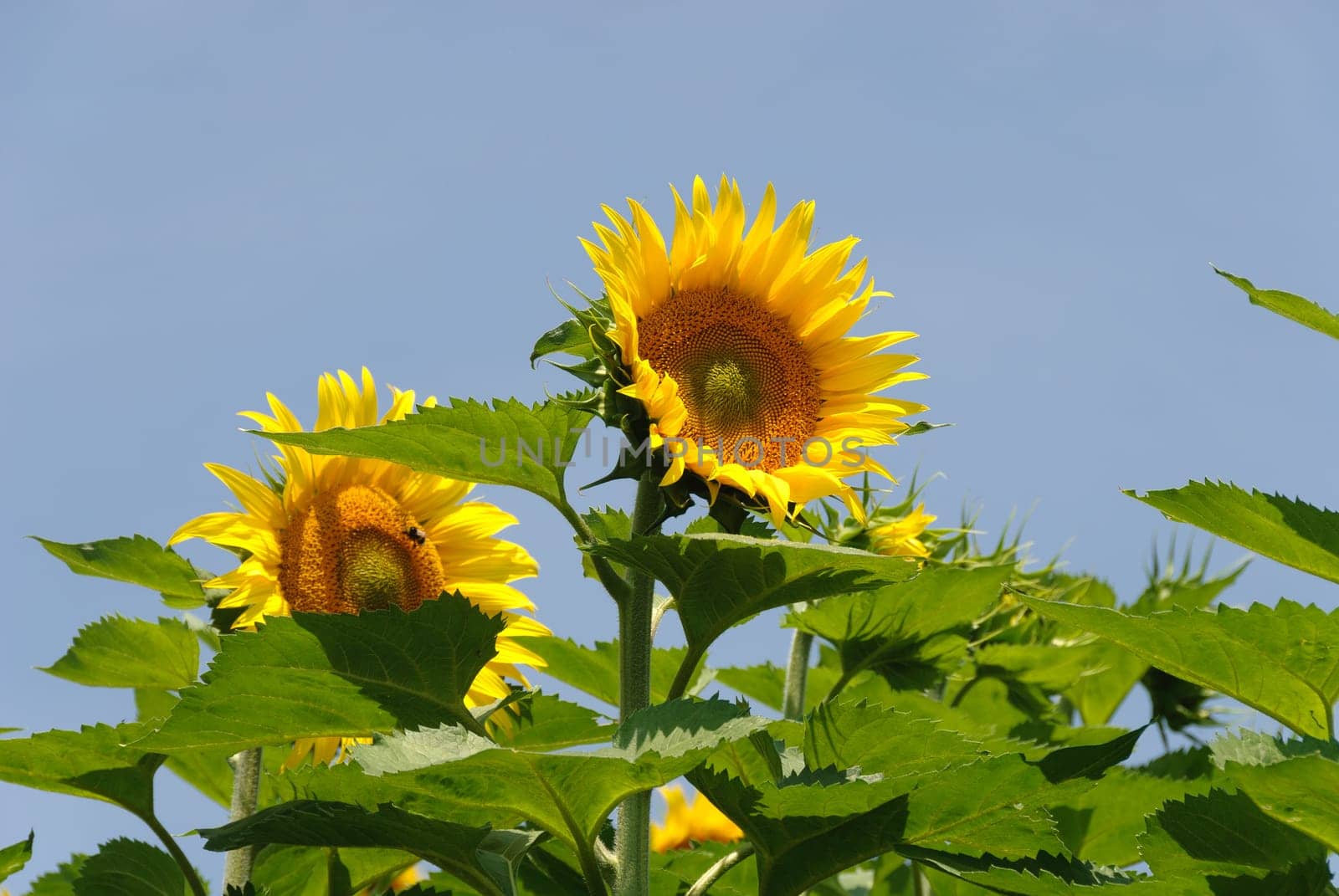 pair of sunflowers with blue sky