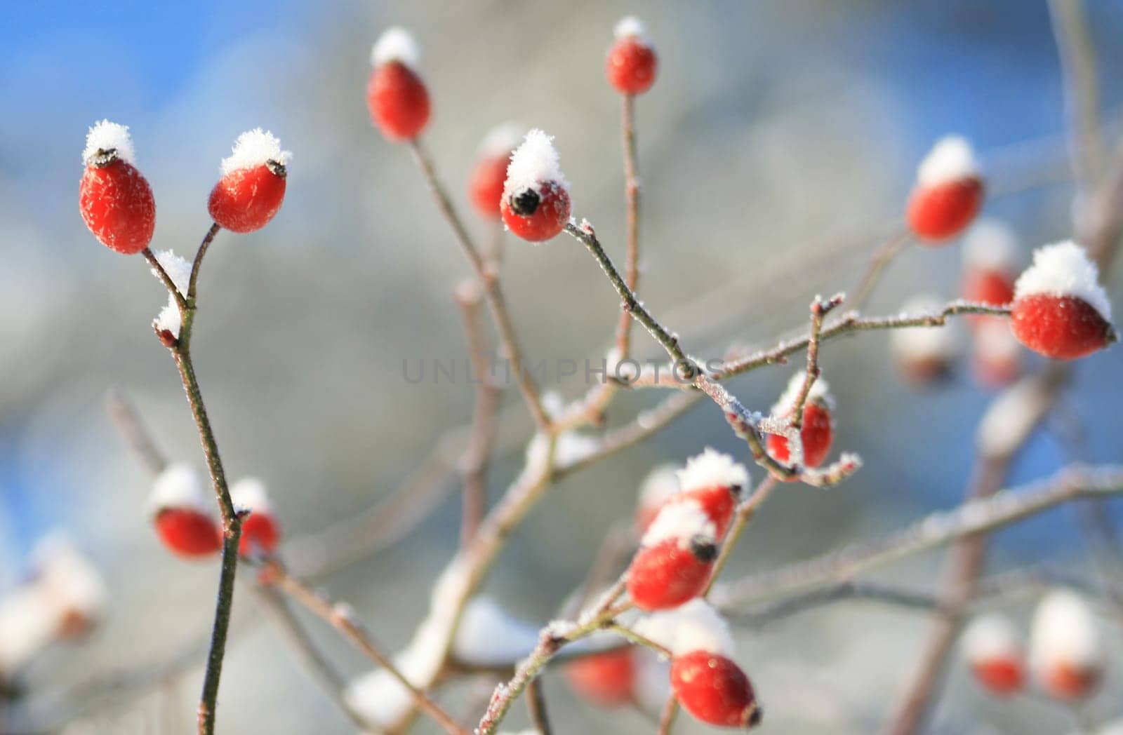 Rosehip in winter
