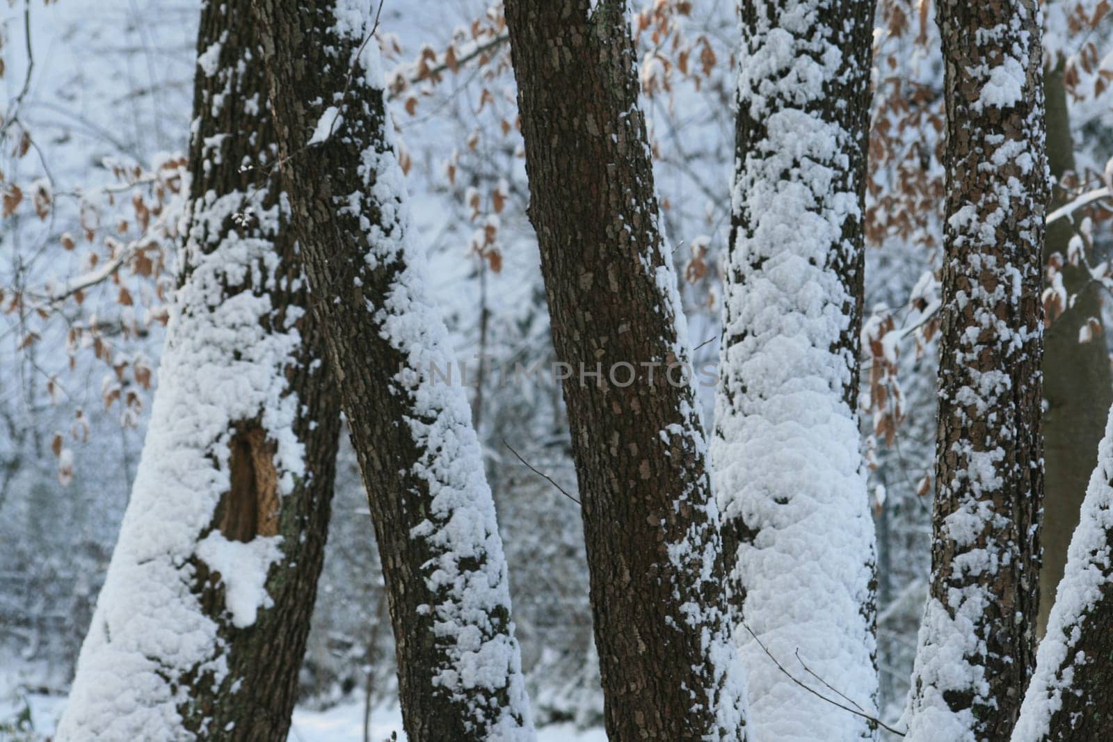 Winter in the park