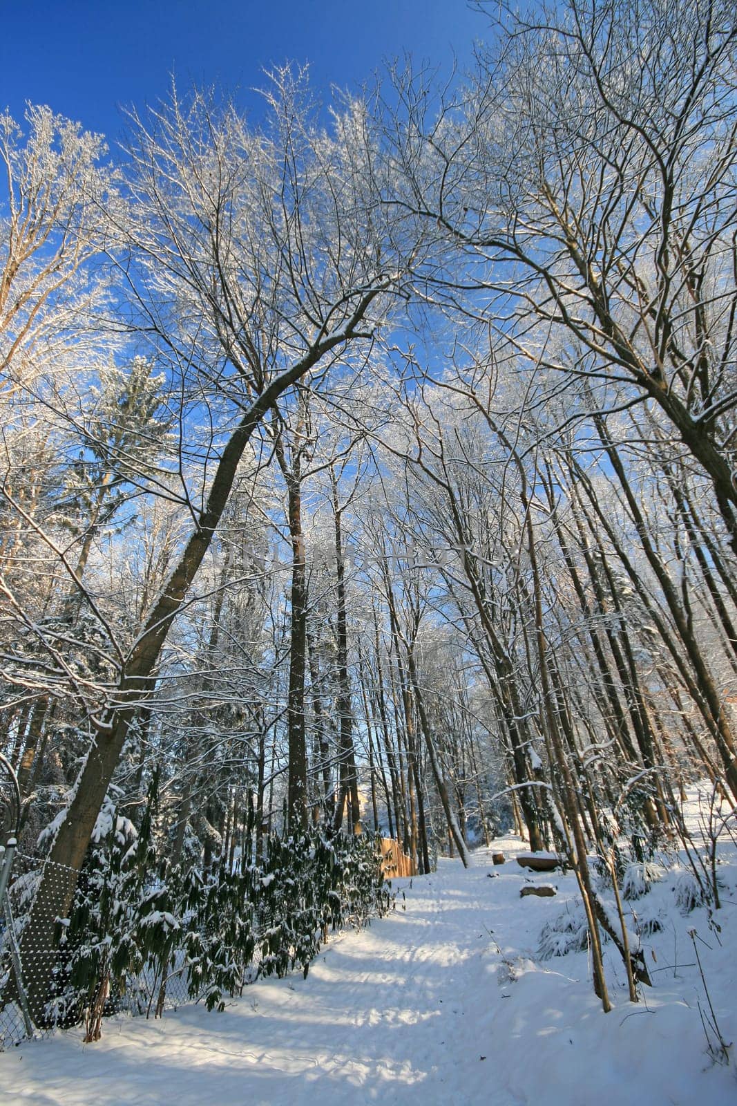 Winter in the park