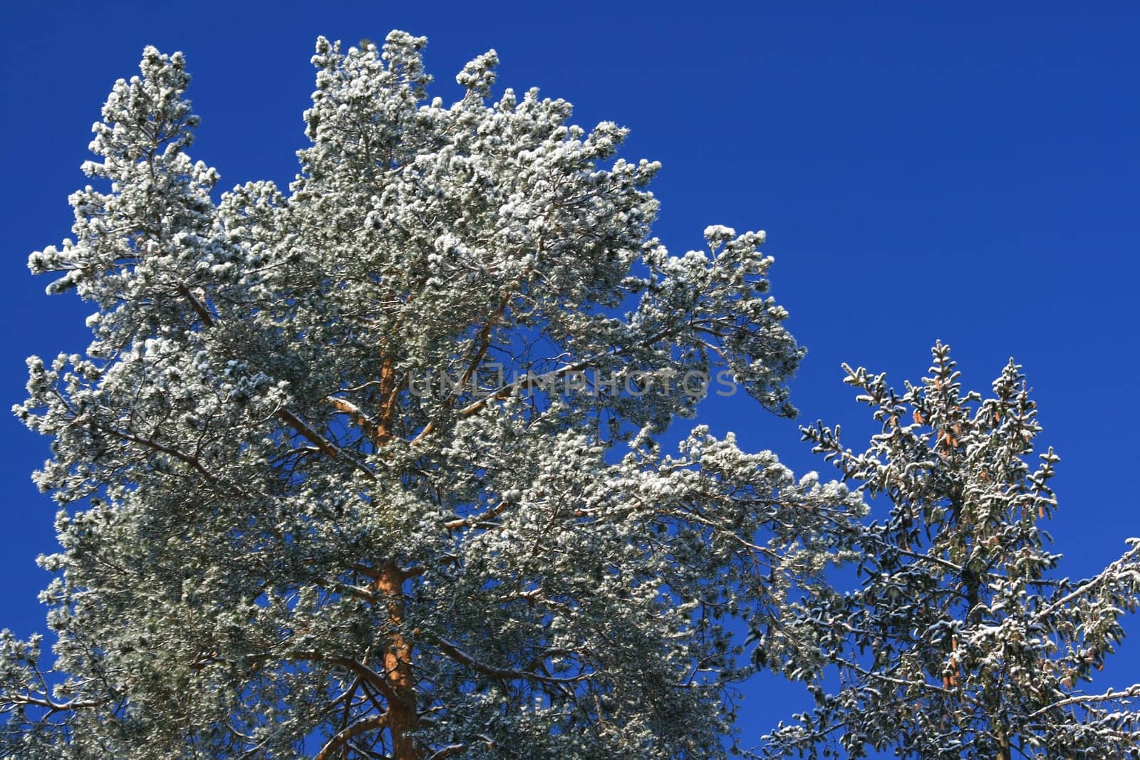 Winter in the forest