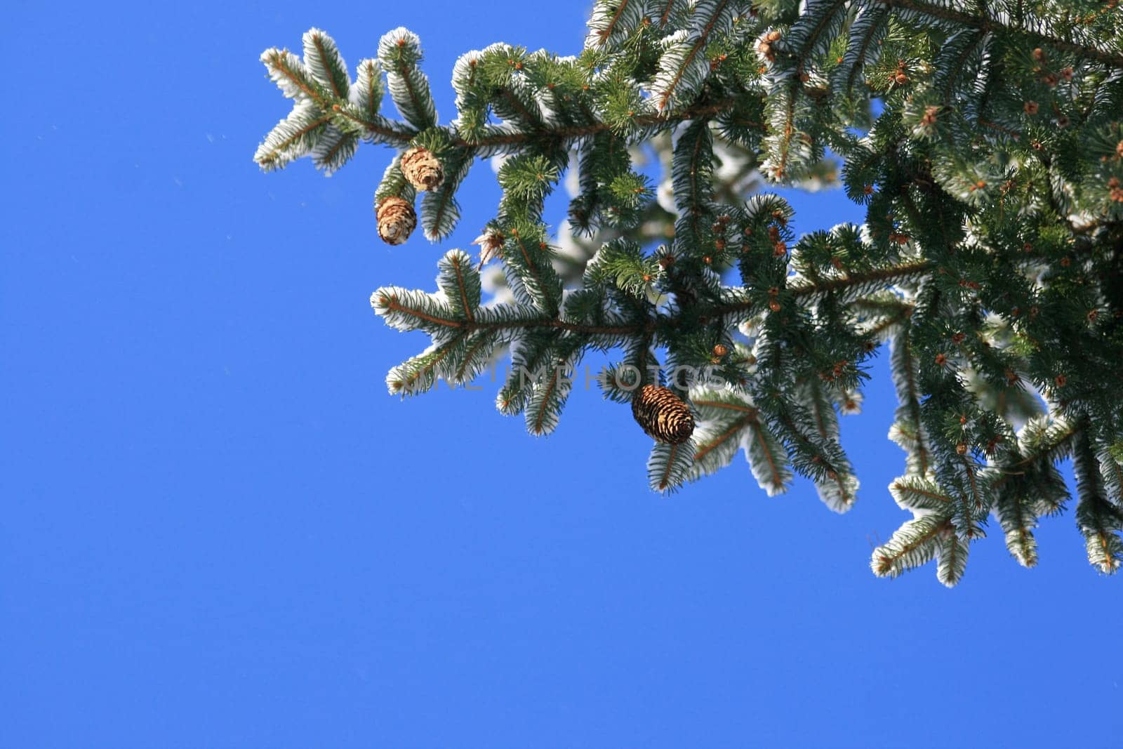 Spruce cone