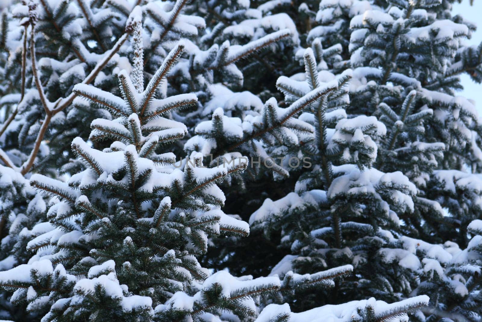 Winter in the park