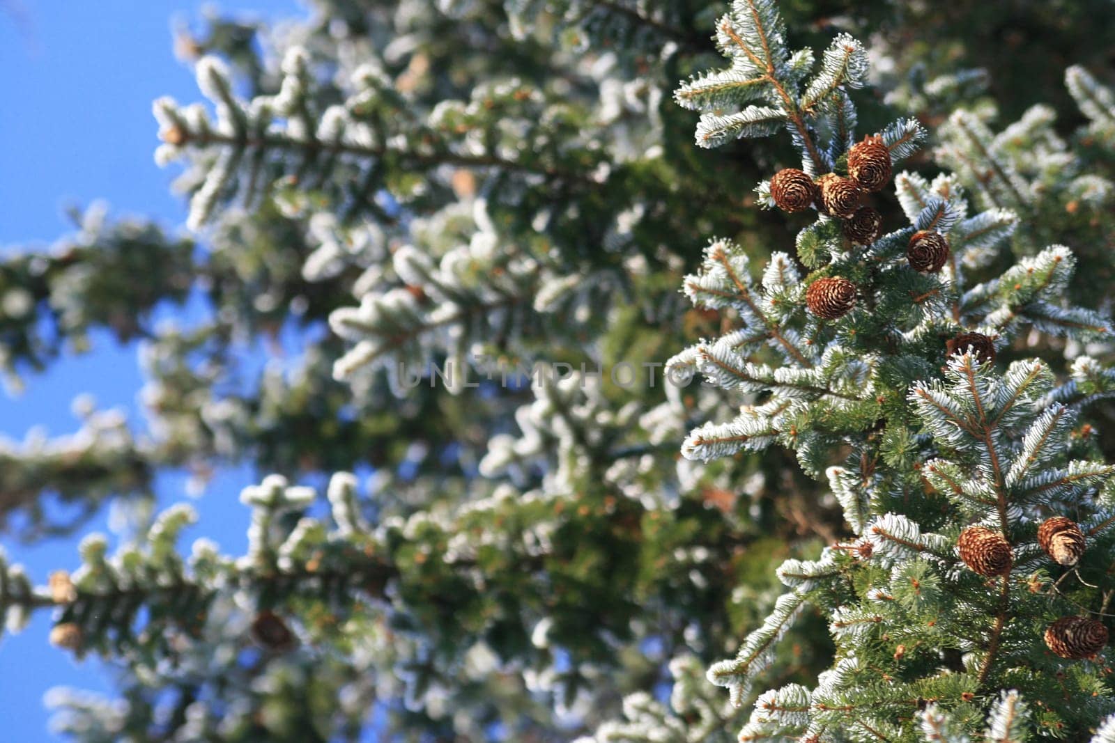 Spruce cone