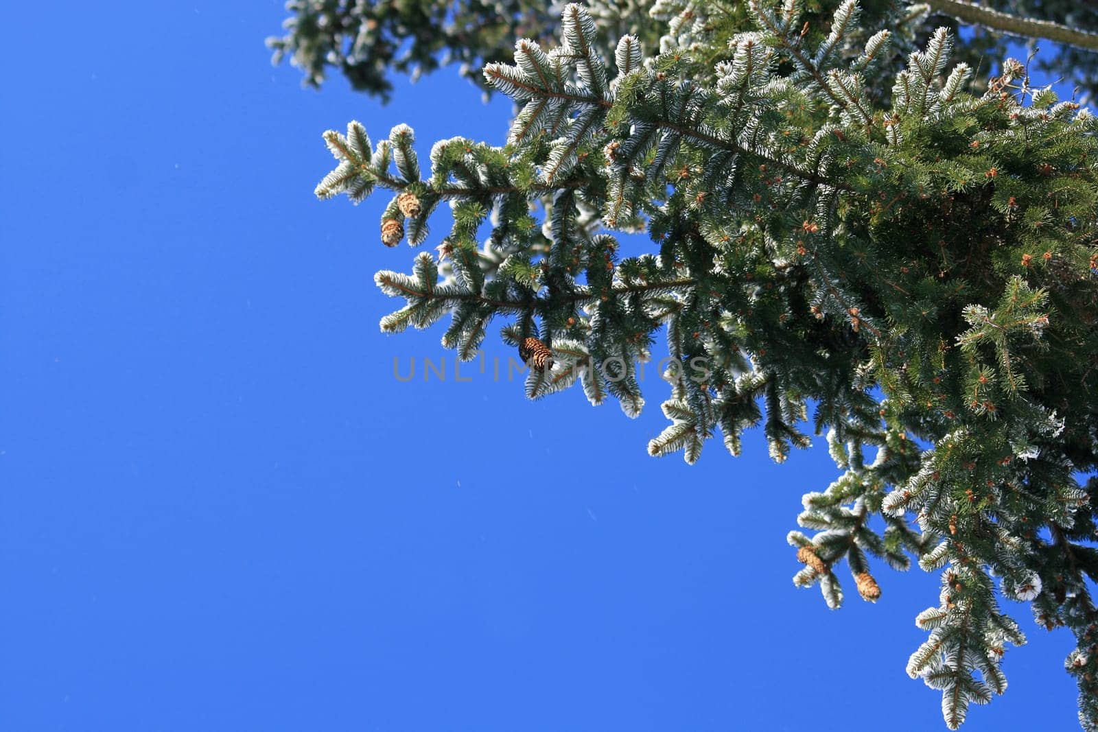 Spruce cone