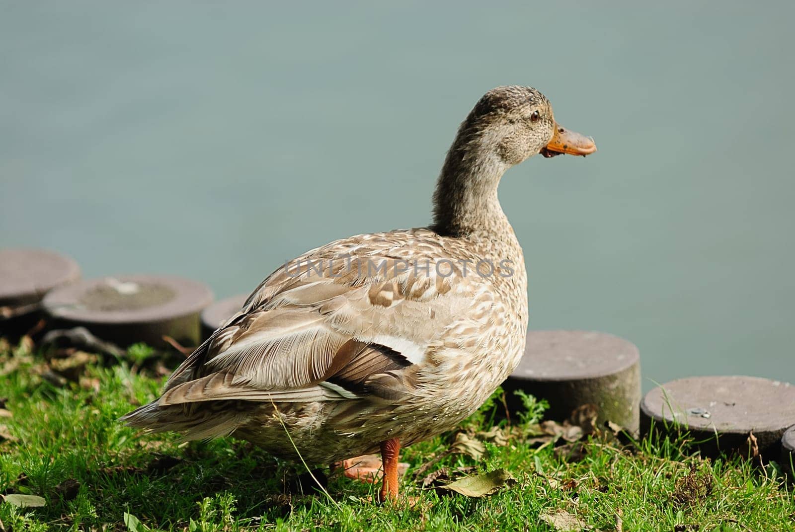 greylag goose
