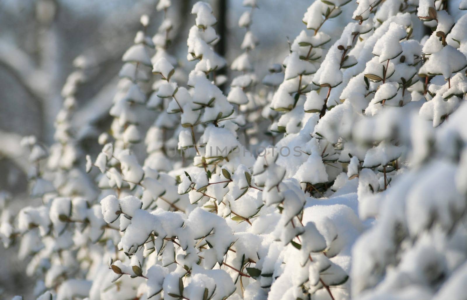 Winter in the park
