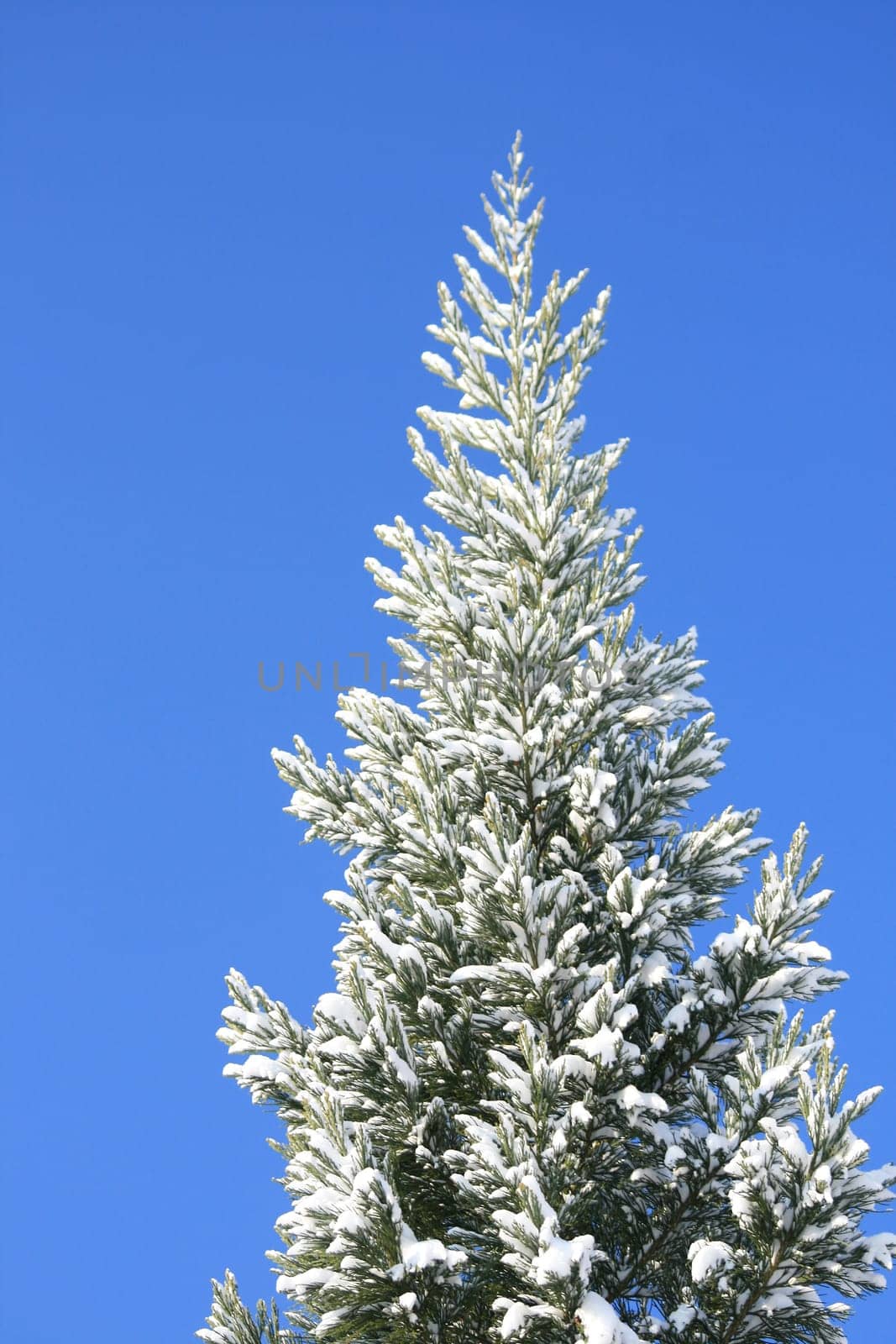 Winter in the park