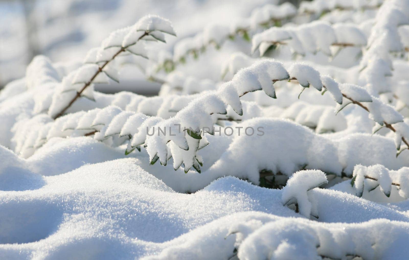 Winter in the park