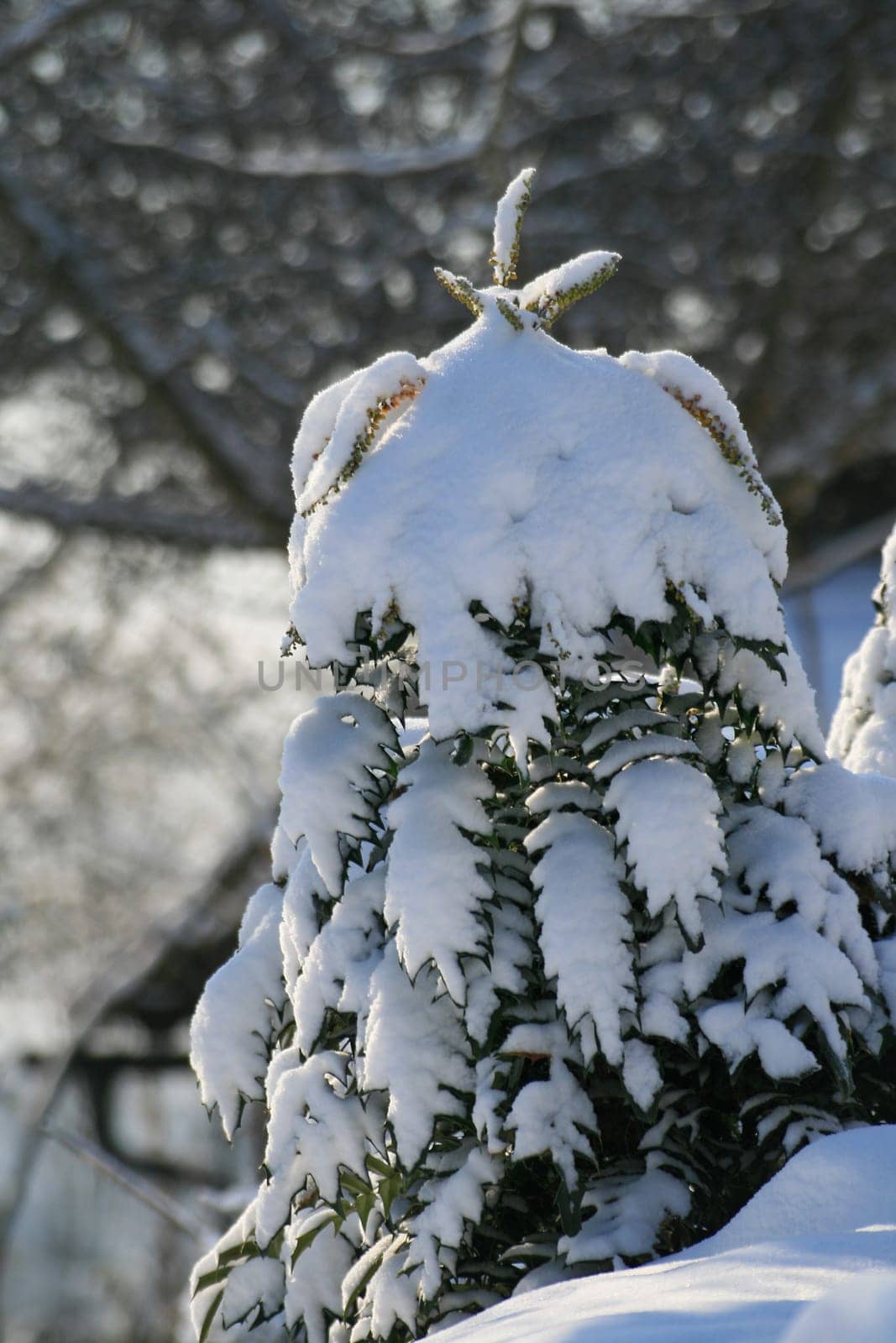 Winter in the park