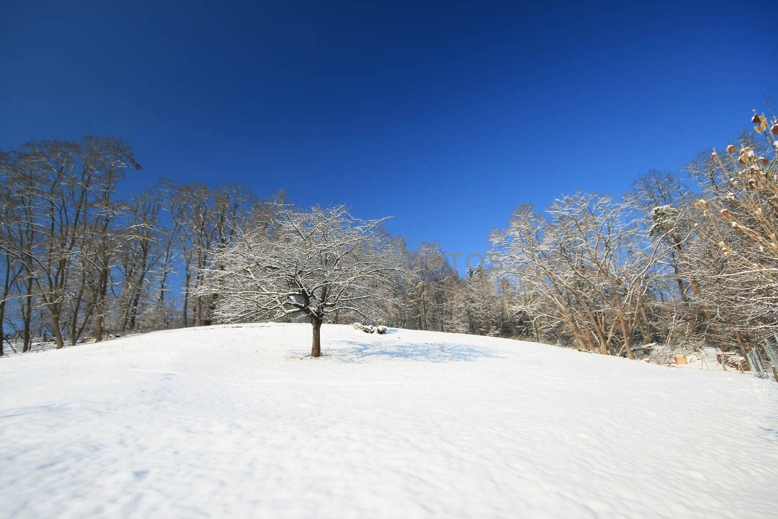 Winter Wonderland