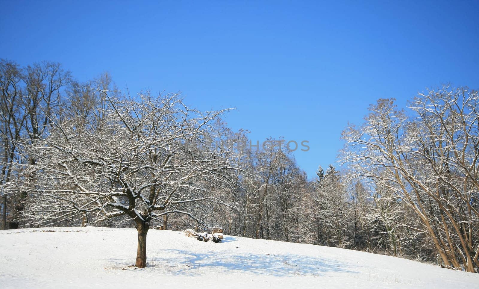 Winter Wonderland