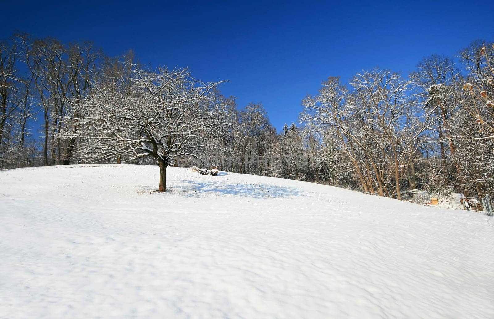 Winter Wonderland