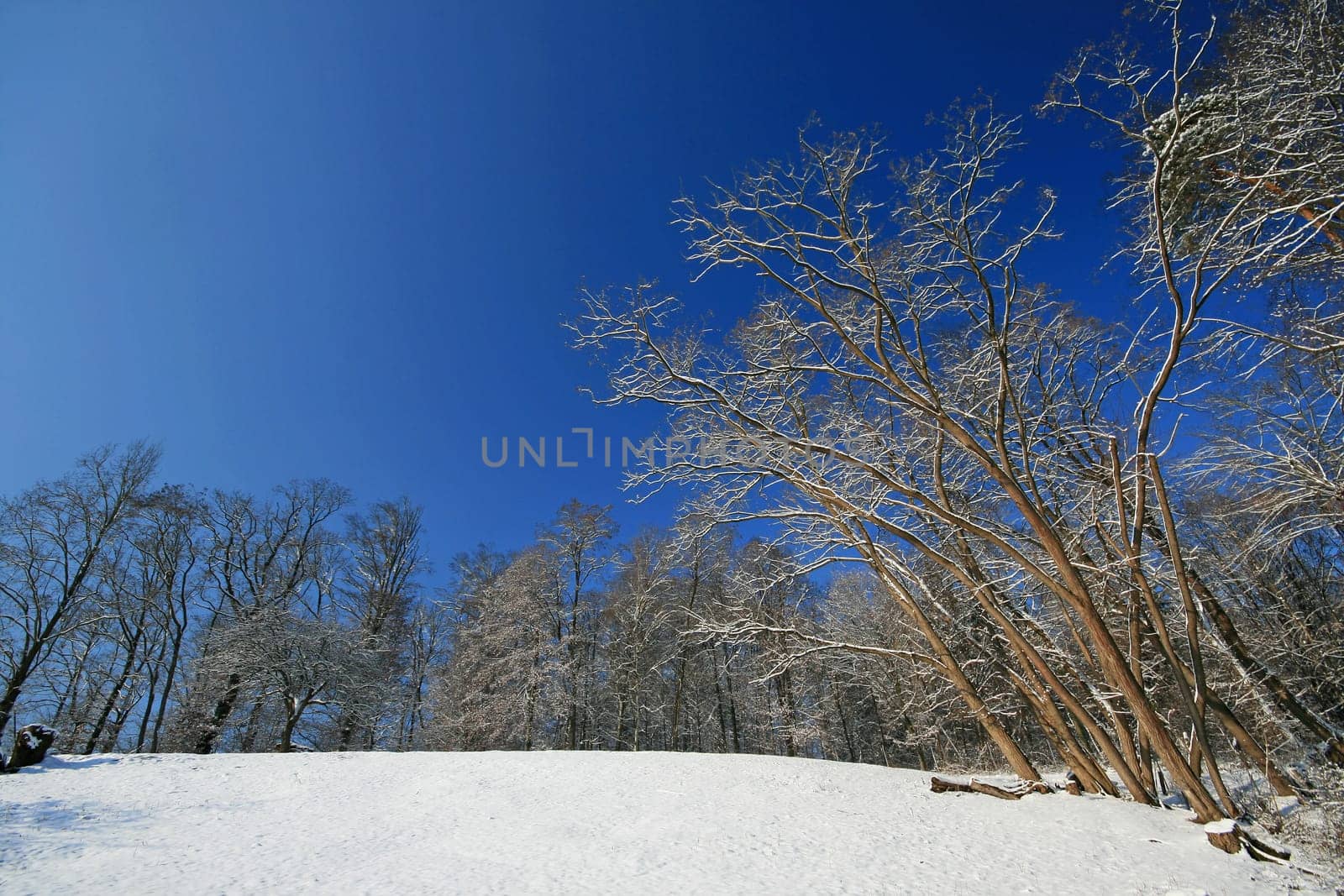 Winter Wonderland