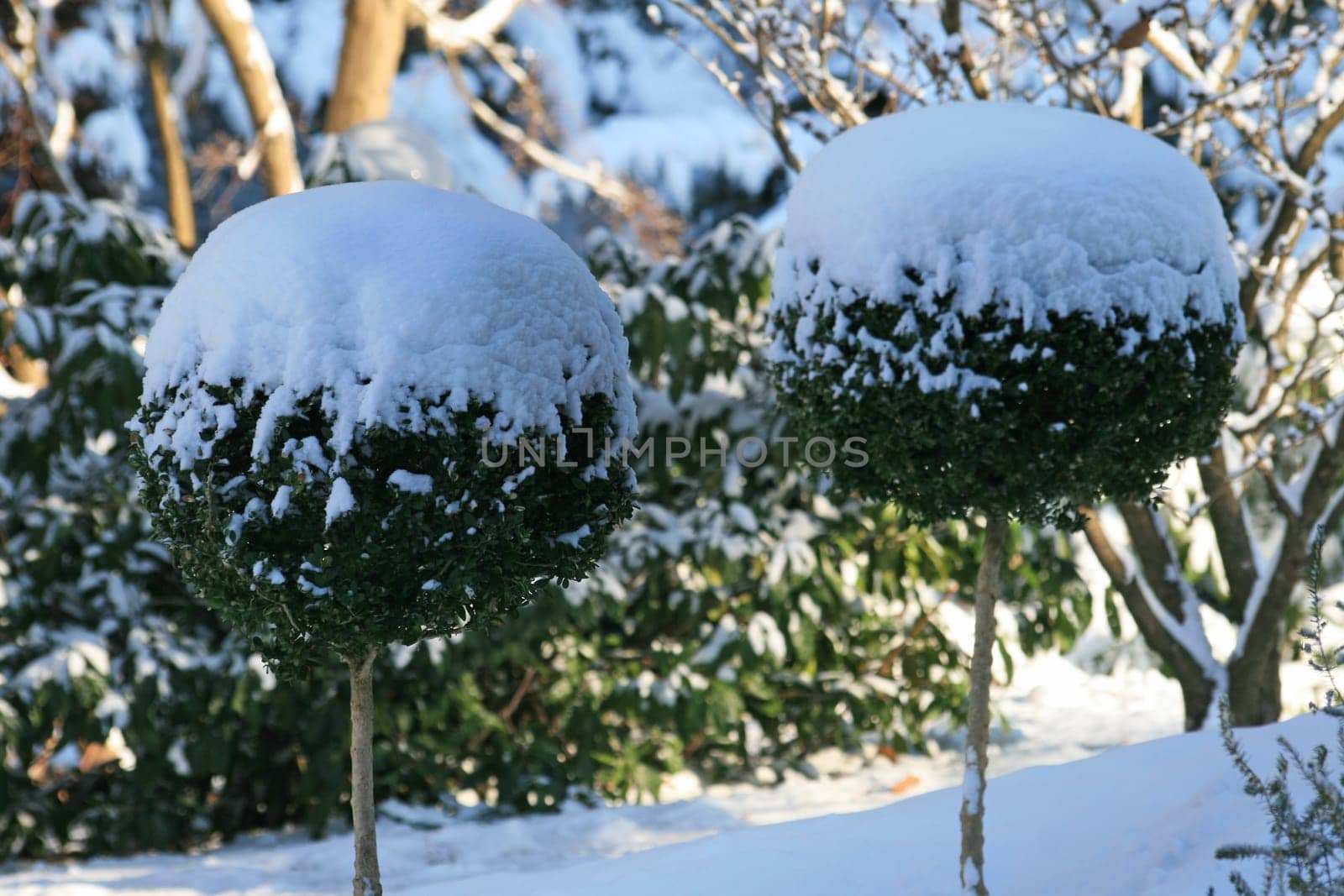 Boxwood in winter