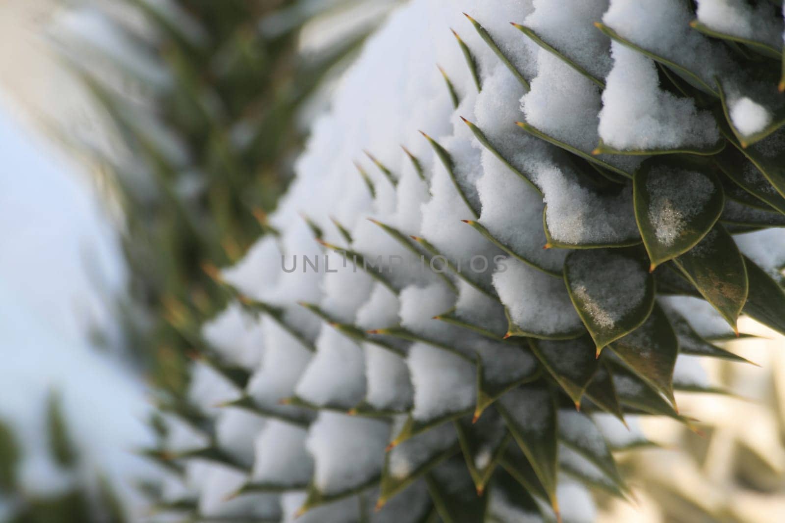 Araucaria