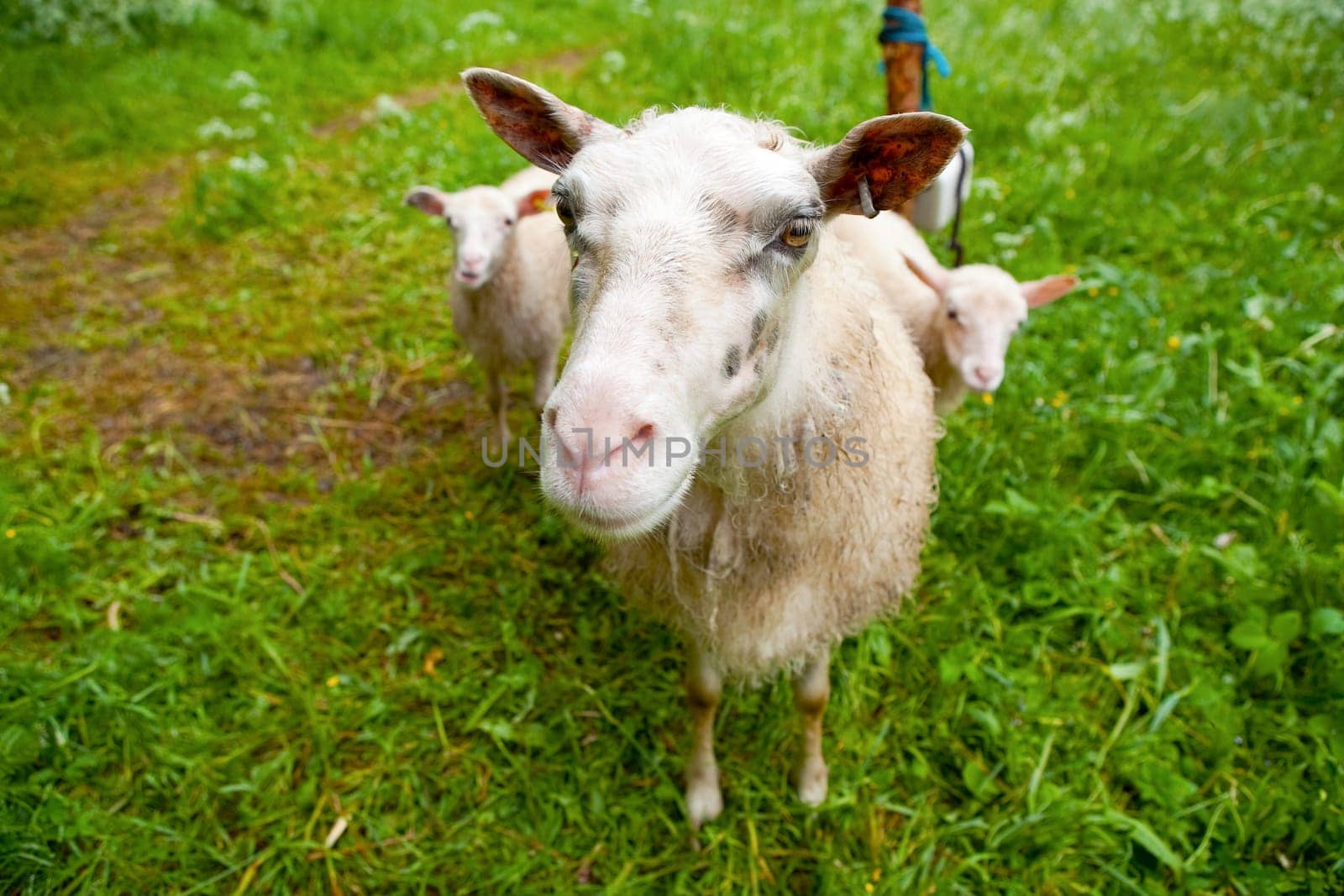 Sheep with lambs on a green paddock looking at the camera