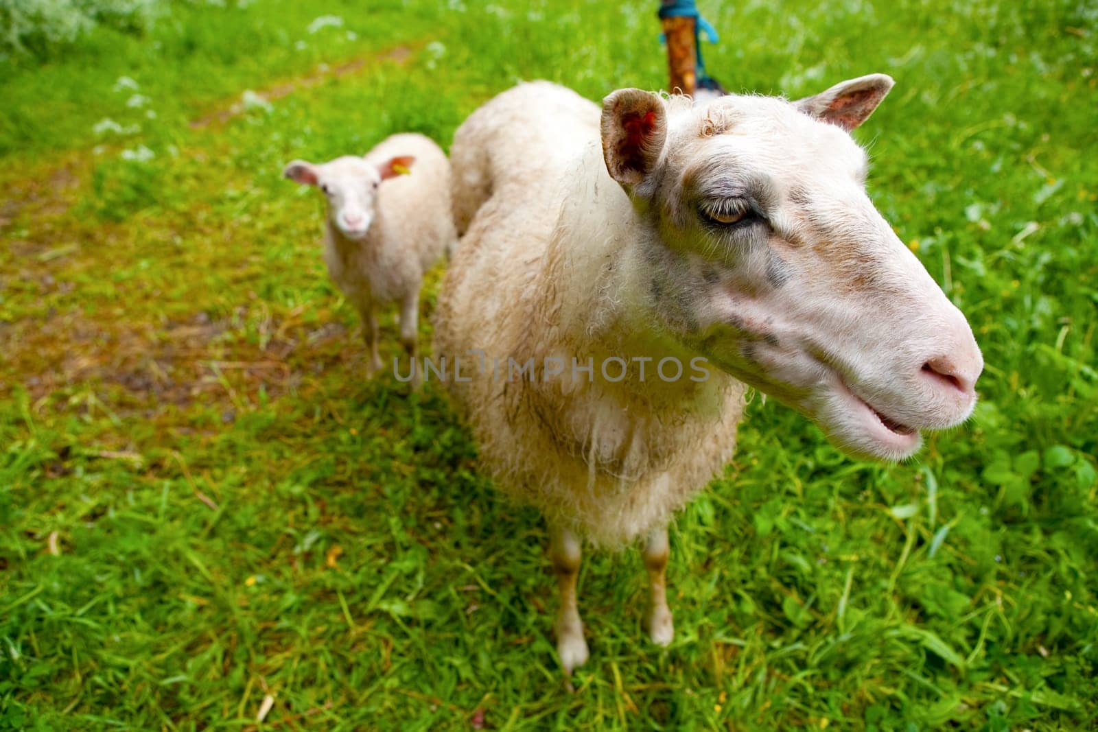 Sheep with lambs on a green paddock looking at the camera