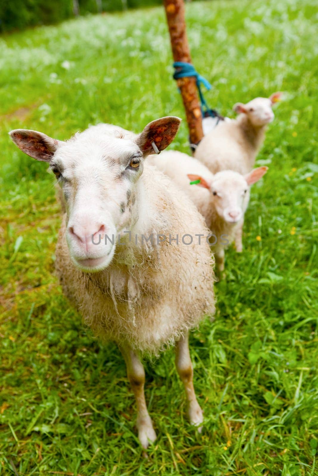 Sheep with lambs on a green paddock looking at the camera