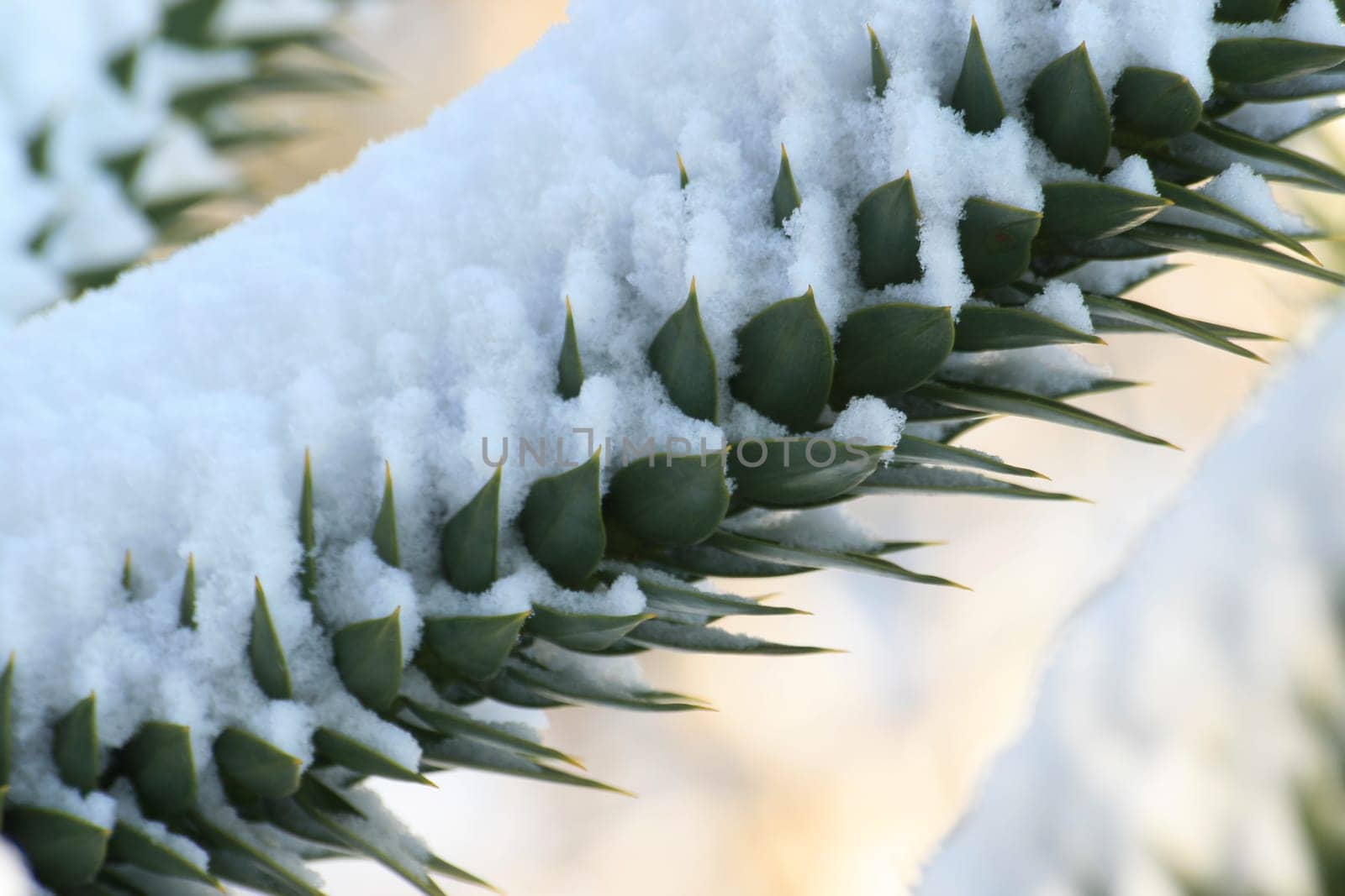 Araucaria